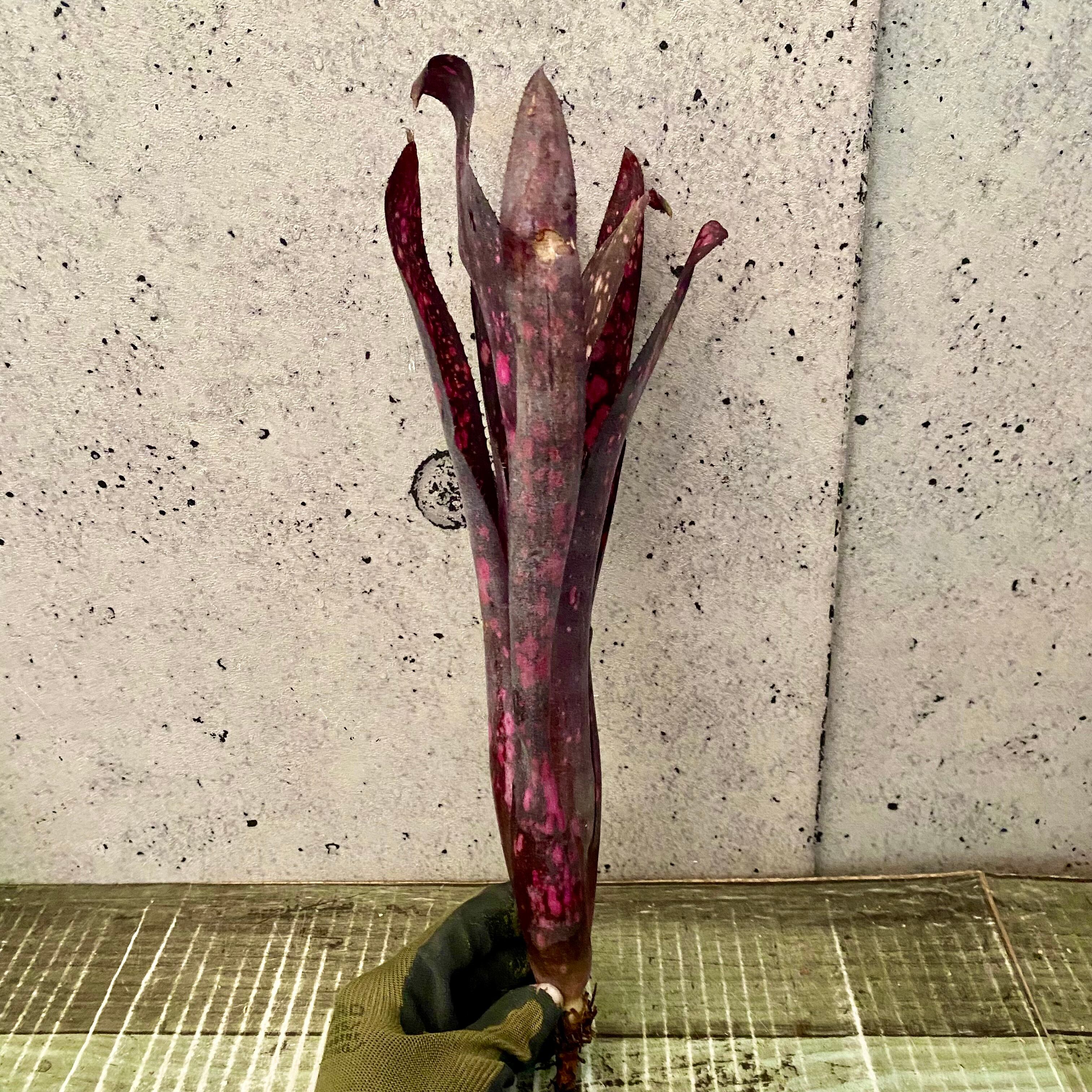 レアです！タンクブロメリア『Black Cherry』 | Planet Plants