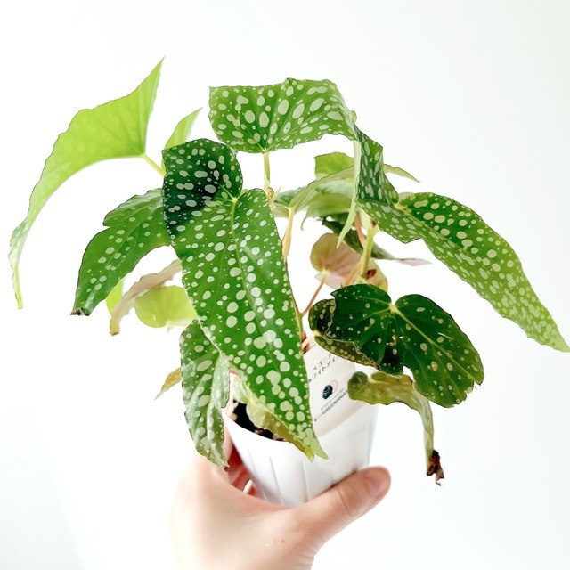 ベゴニア ホワイトアイス 個性的ドット 観葉植物 calm cafe