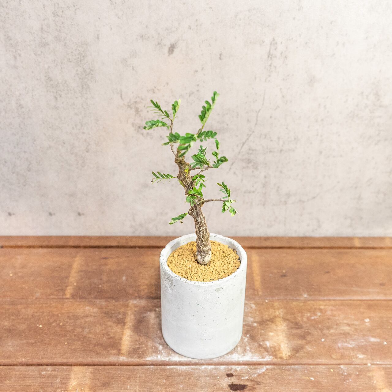 質感の良い手作りモルタル鉢で仕立てた良型センナ・メリディオナリス。インテリアグリーンに【虫発生抑制】