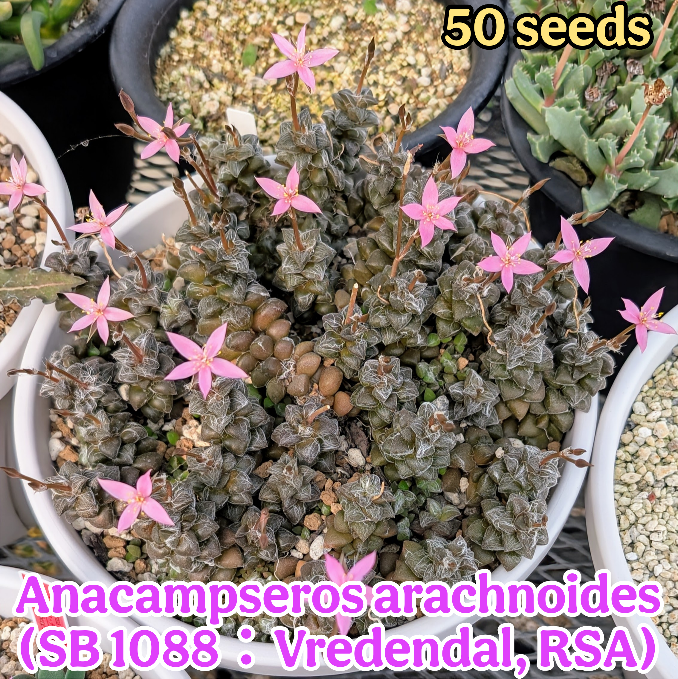 種子(大容量お得パック)&frasl;50粒Aloe niebuhriana (JL 127)&frasl;アロエ