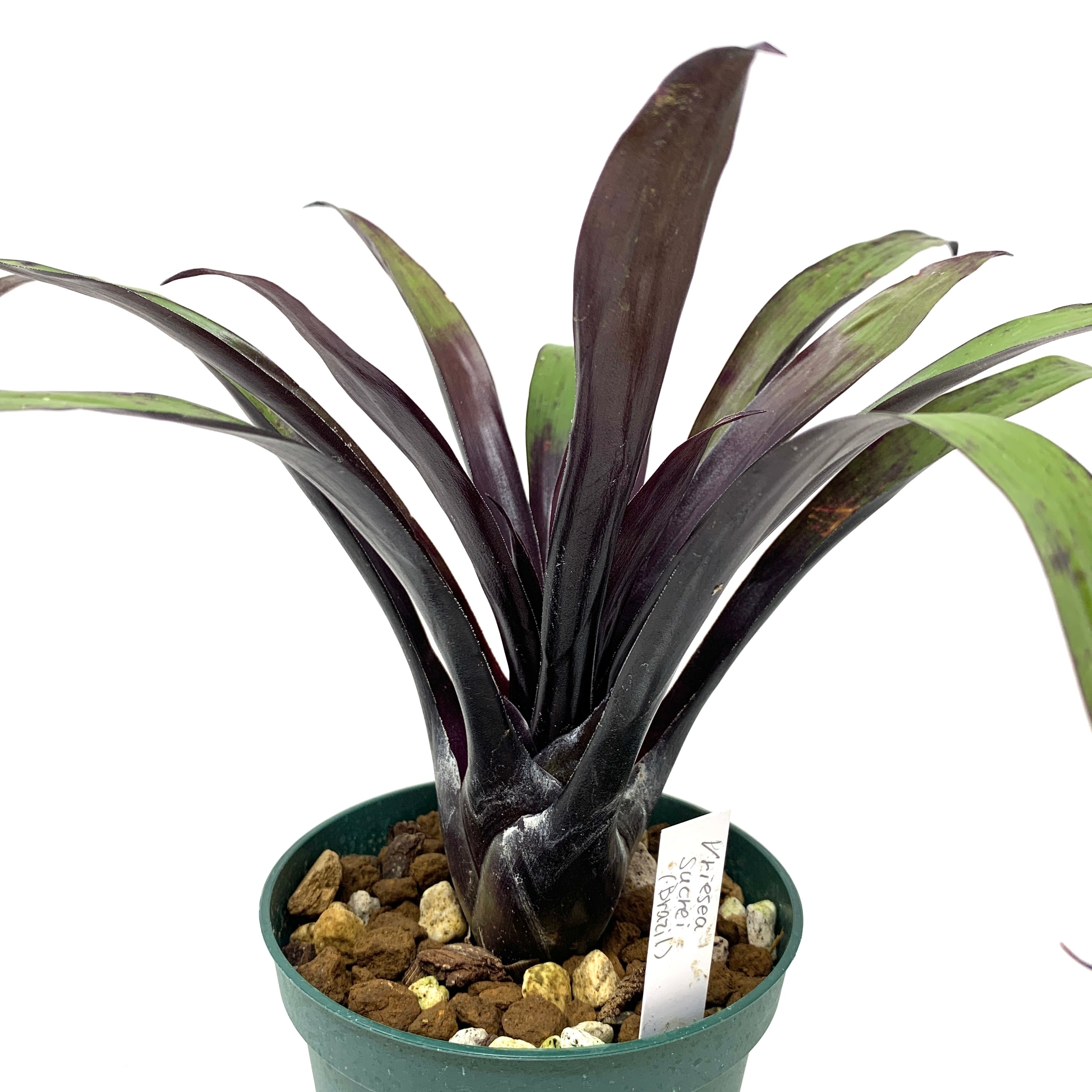 Vriesea Ehiku フリーセア レア品種 抜き苗 2枚目現状写真 【公式通販】