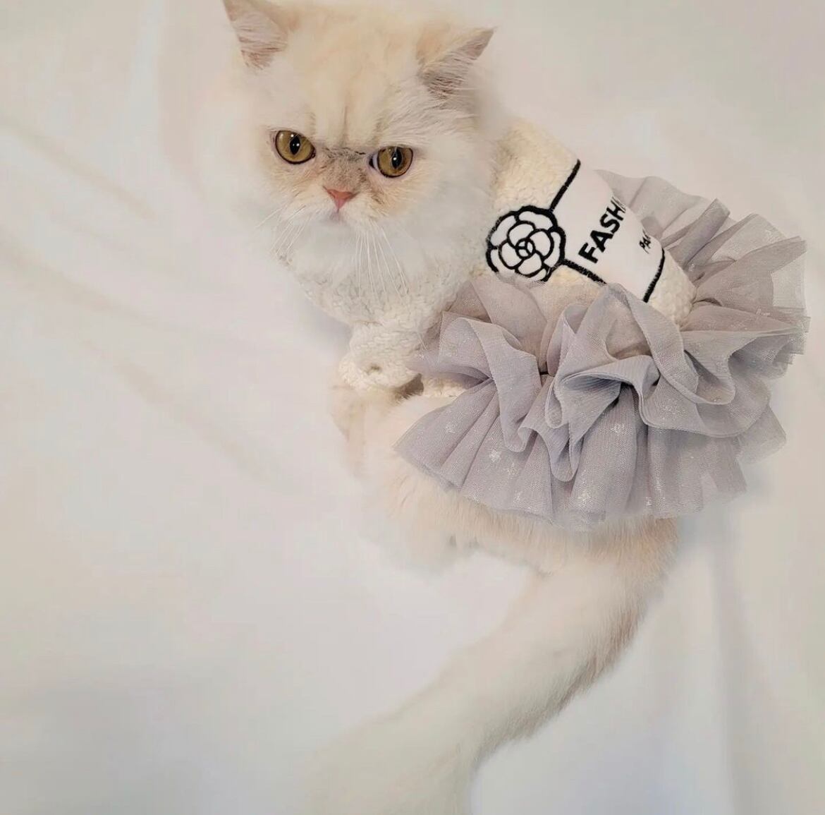 パリジェンヌワンピース 435 Candydogg