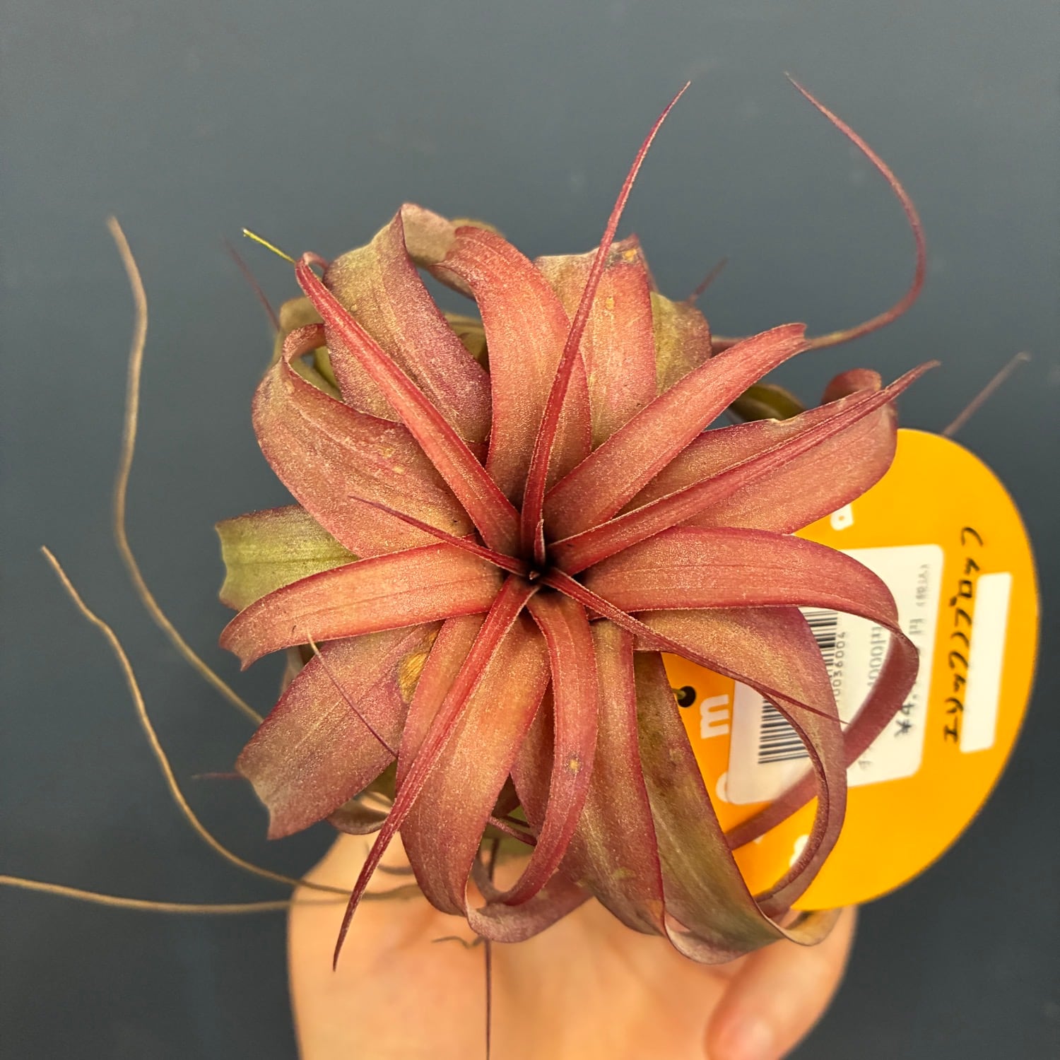 UJ】ビカクシダ ジェイドガール P. willinckii 'Jade Girl' spore 板