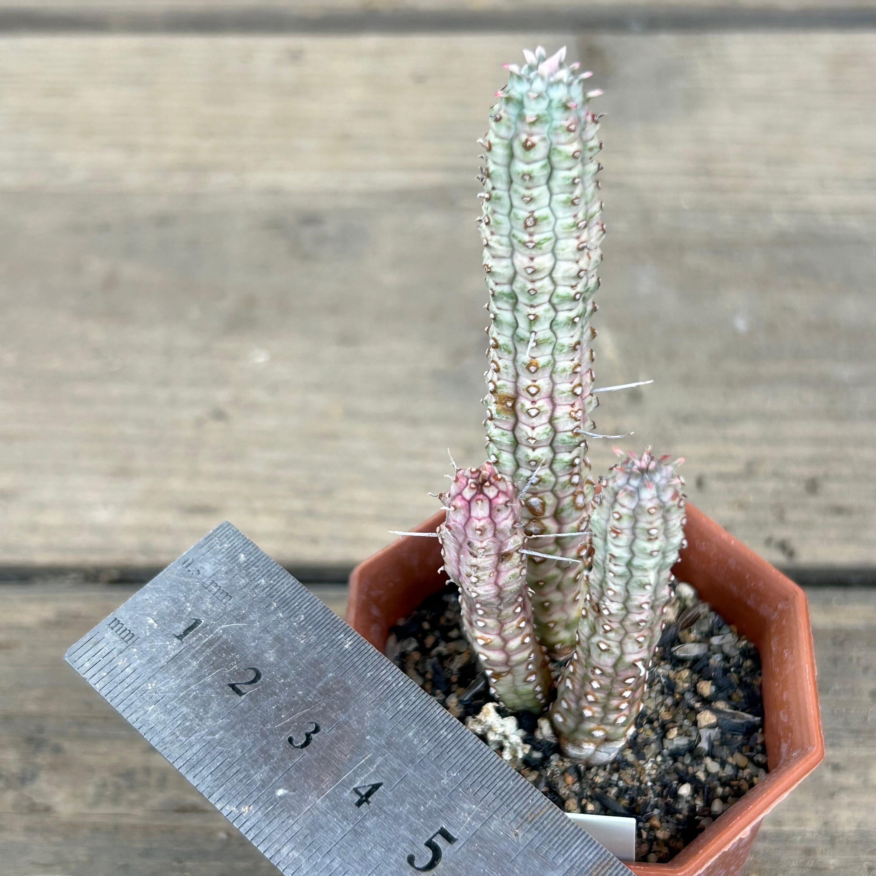 白樺麒麟(ユーフォルビア | RuPo 多肉植物専門店