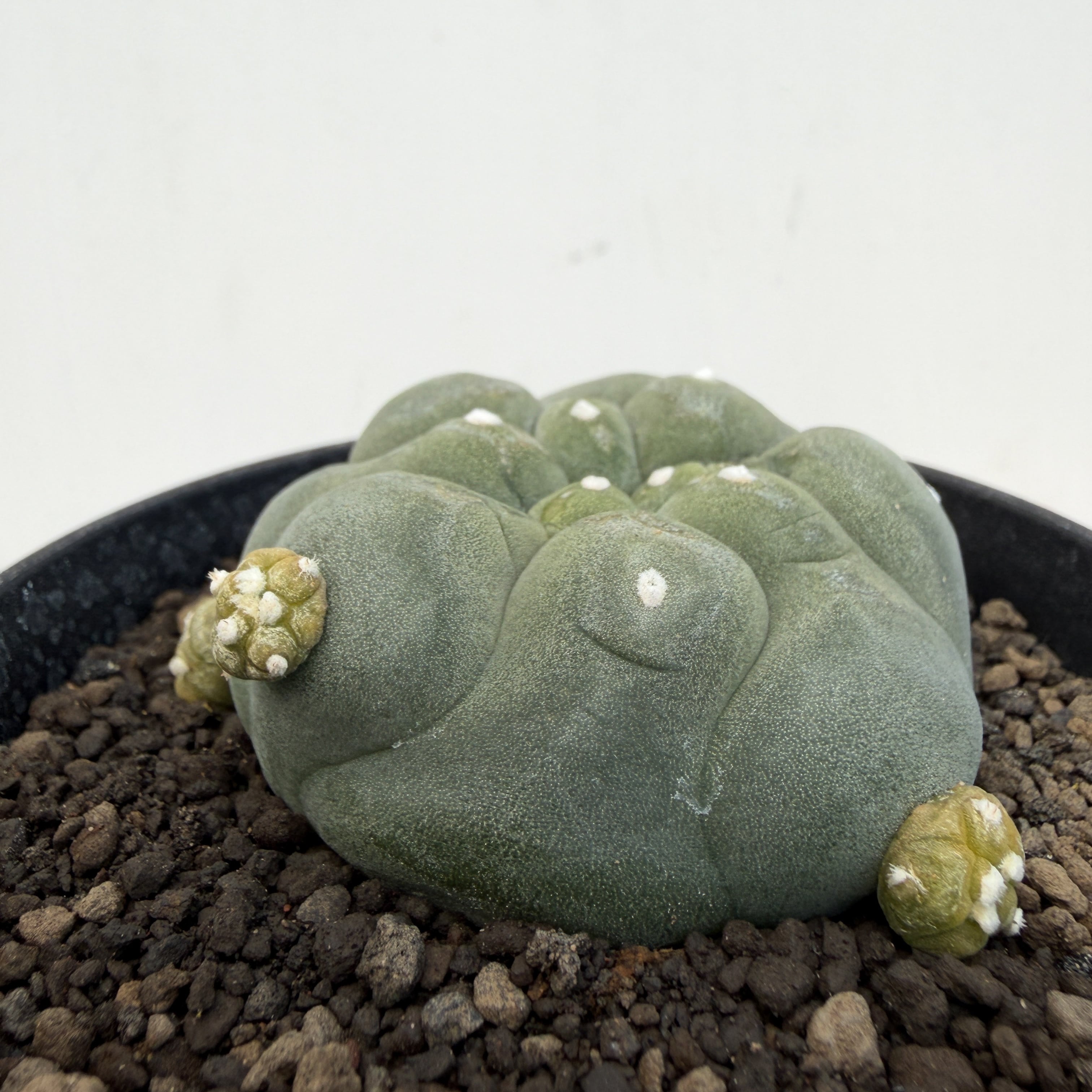 Lophophora diffusa 【ロフォフォラ・黒肌翠冠玉】 | RIMO'S GREEN