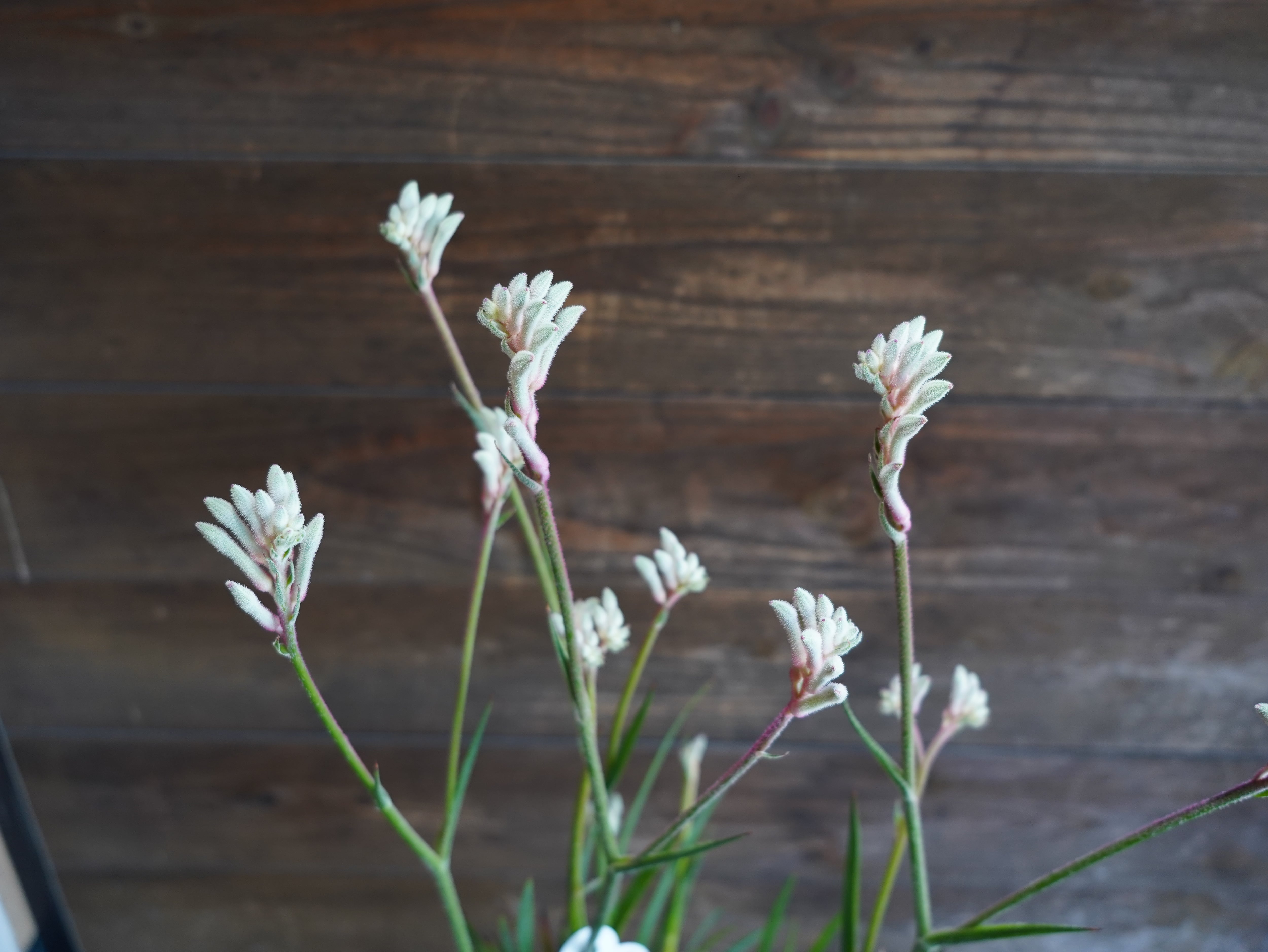 【現物】カンガルーポー　”ブッシュダイヤモンド”