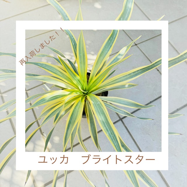 いーちゃん　　ユッカ　グロリオサ　ブライトスター　斑入り　10号鉢つき ユッカ・グロリオサ・ブライトスター【観葉植物 10号鉢大苗／1個