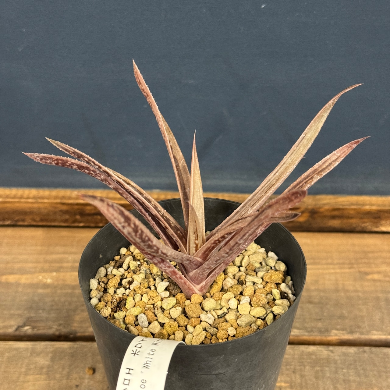 ガステラロエ ホワイトウィング【002】