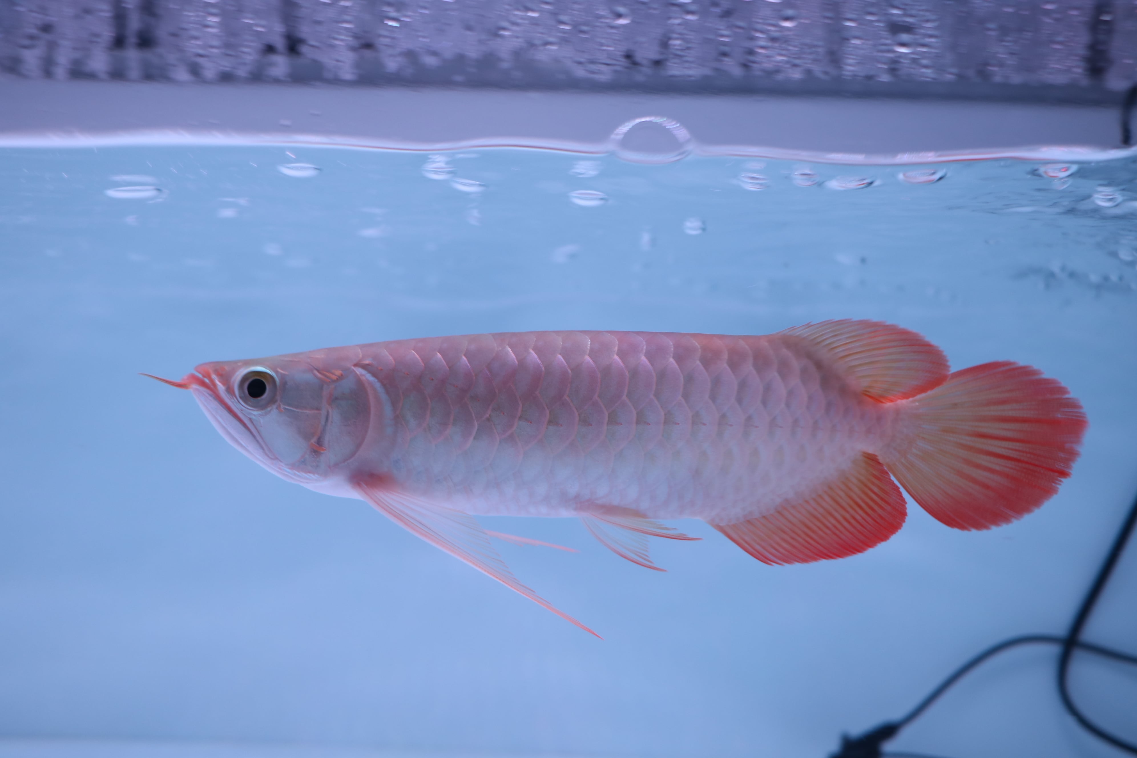 紅龍No.6027 ☆別格!!超プレミアム個体☆ ±25㎝ | アロワナ等の大型魚