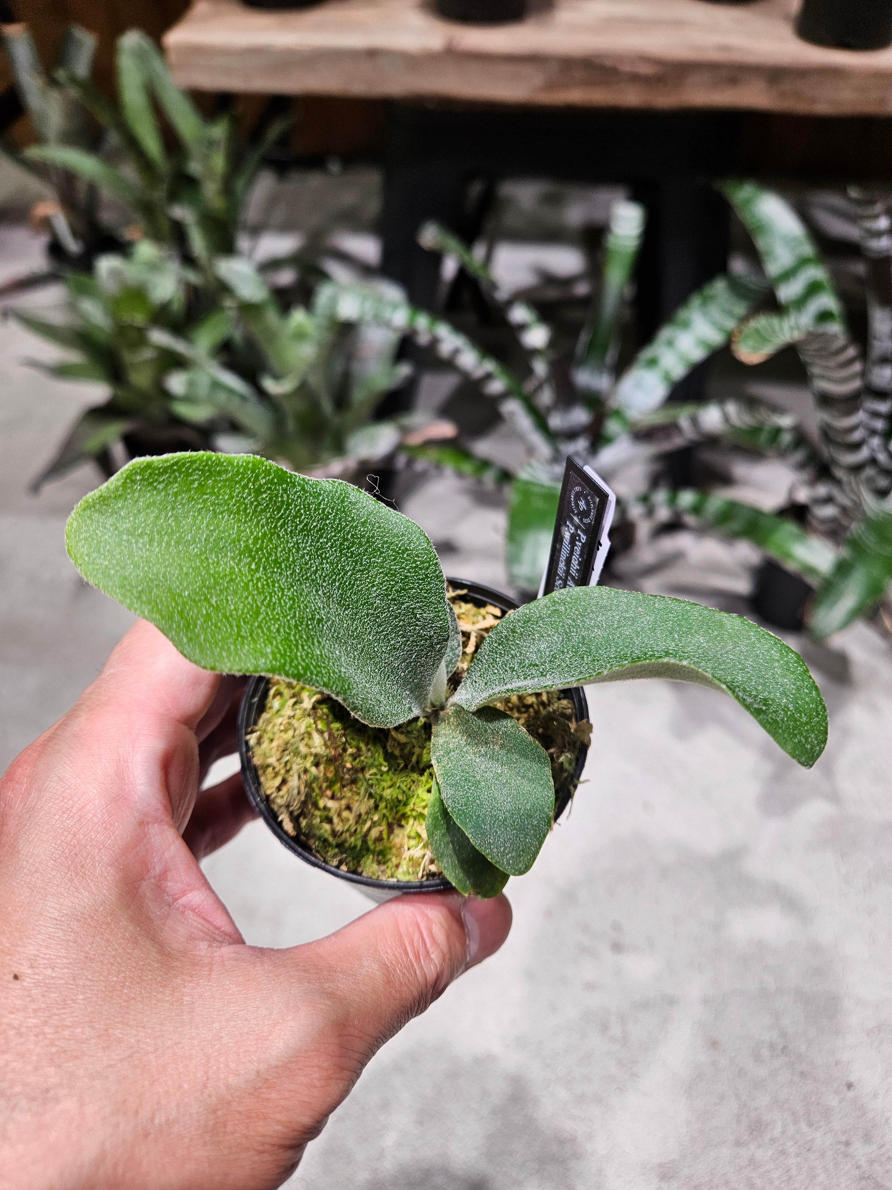 P. veitchii AR #1 (pup) Select 【artPLANTs】 ビカクシダ/コウモリ