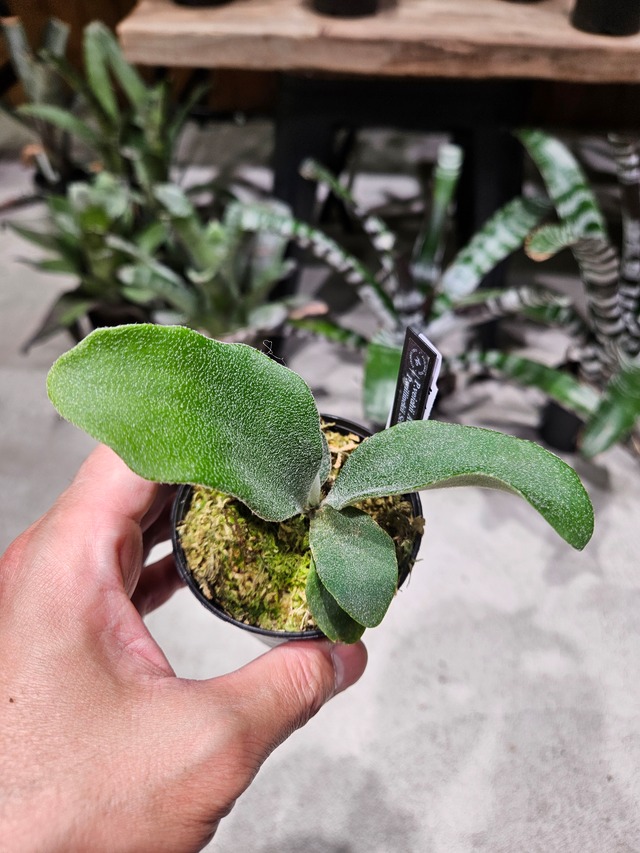 P.veitchii AR (Auburn River) × P.willinckii Scofield Tatsuta 【artPLANTs/PLANTS GARAGE 】【artPLANTs/PLANTS GARAGE 】ビカクシダ#Platycerium
