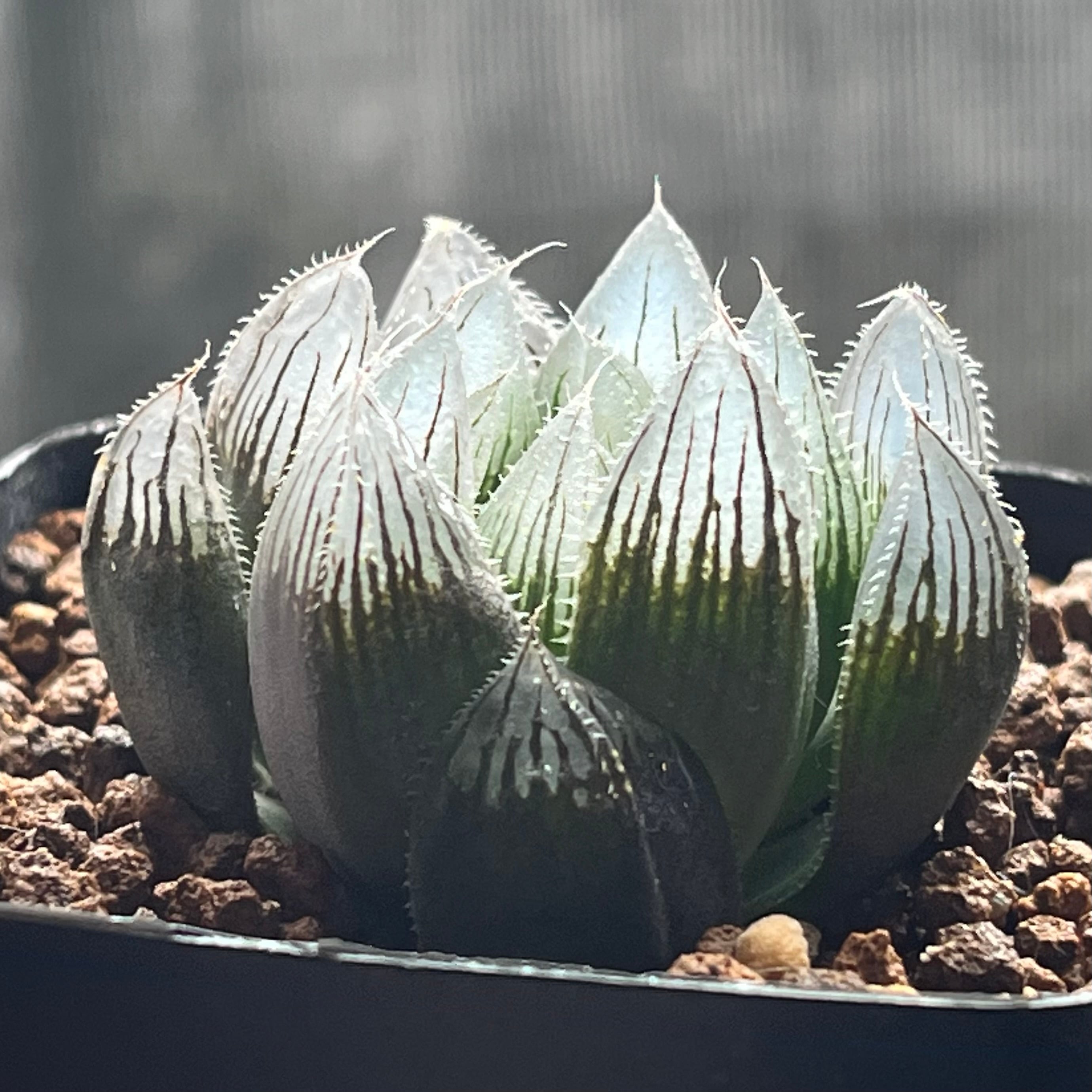 ハオルチア 雫絵巻 | mocono_plants