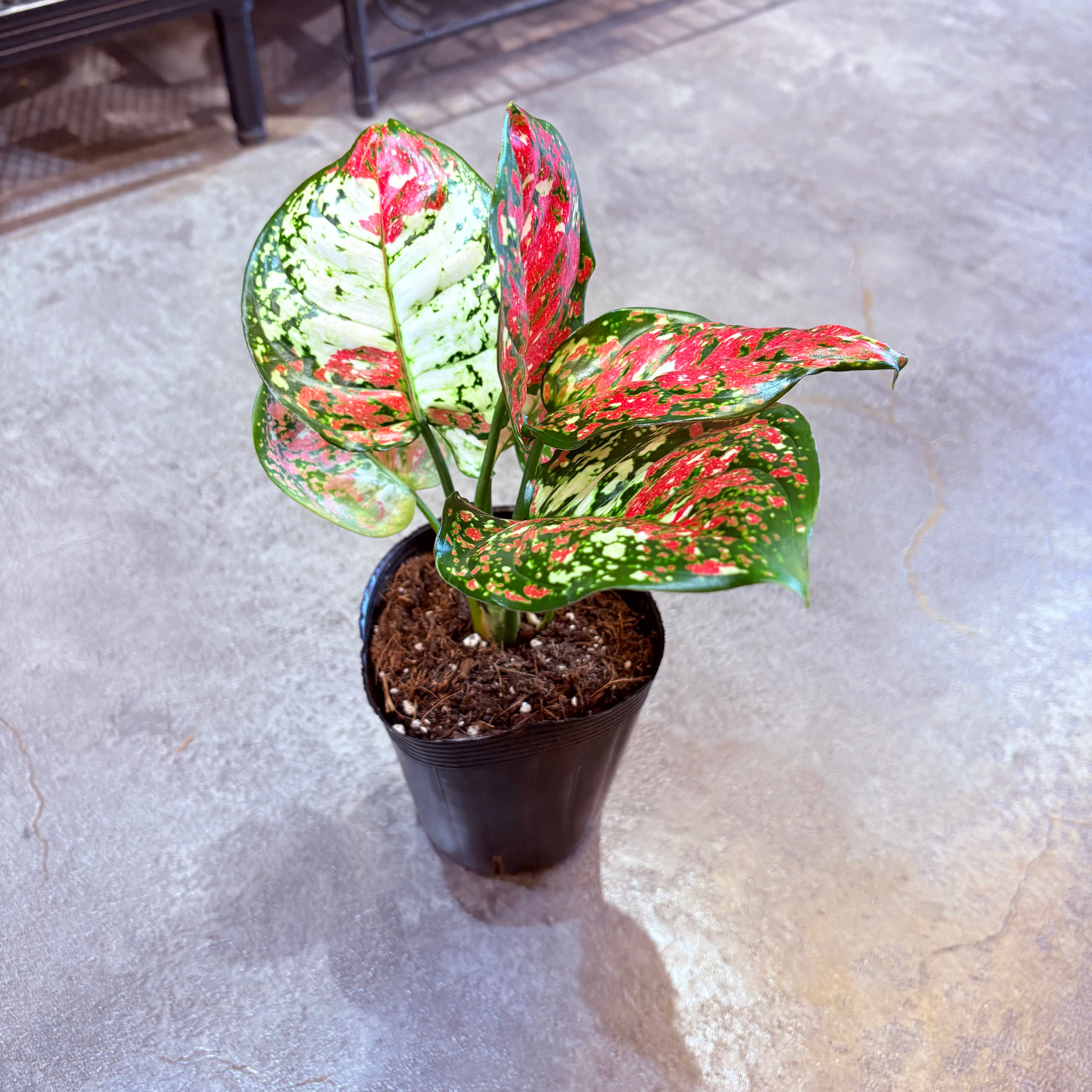 アグラオネマ アンヤマニートリカラー 3.5号 C | Green Vibes 宇都宮市