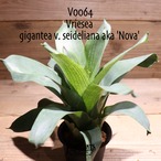 【送料無料】Vriesea gigantea v. seideliana aka 'Nova'〔フリーセア〕現品発送V0064