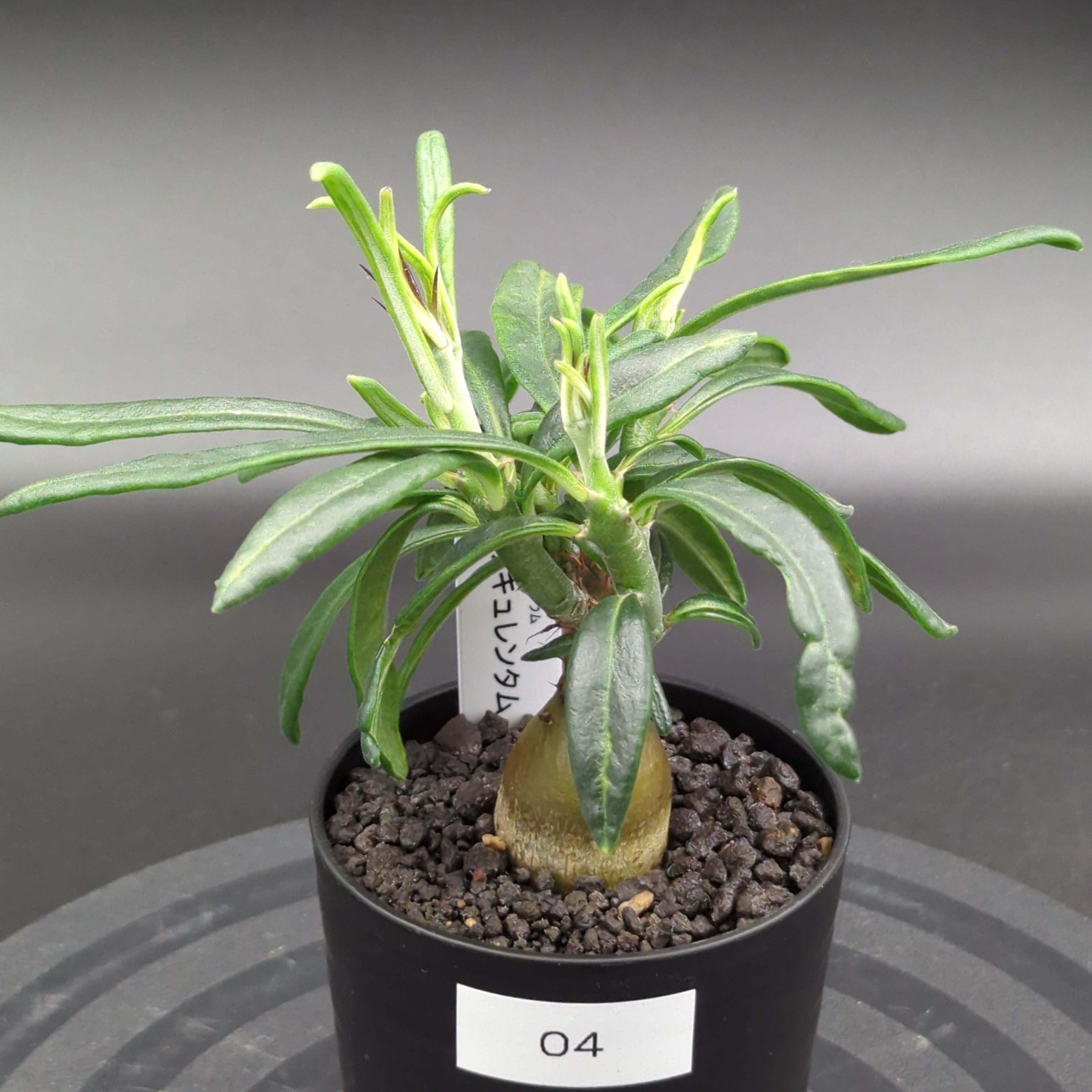 パキポディウム・サキュレンタム (実生株) | BRIDGE GARDEN