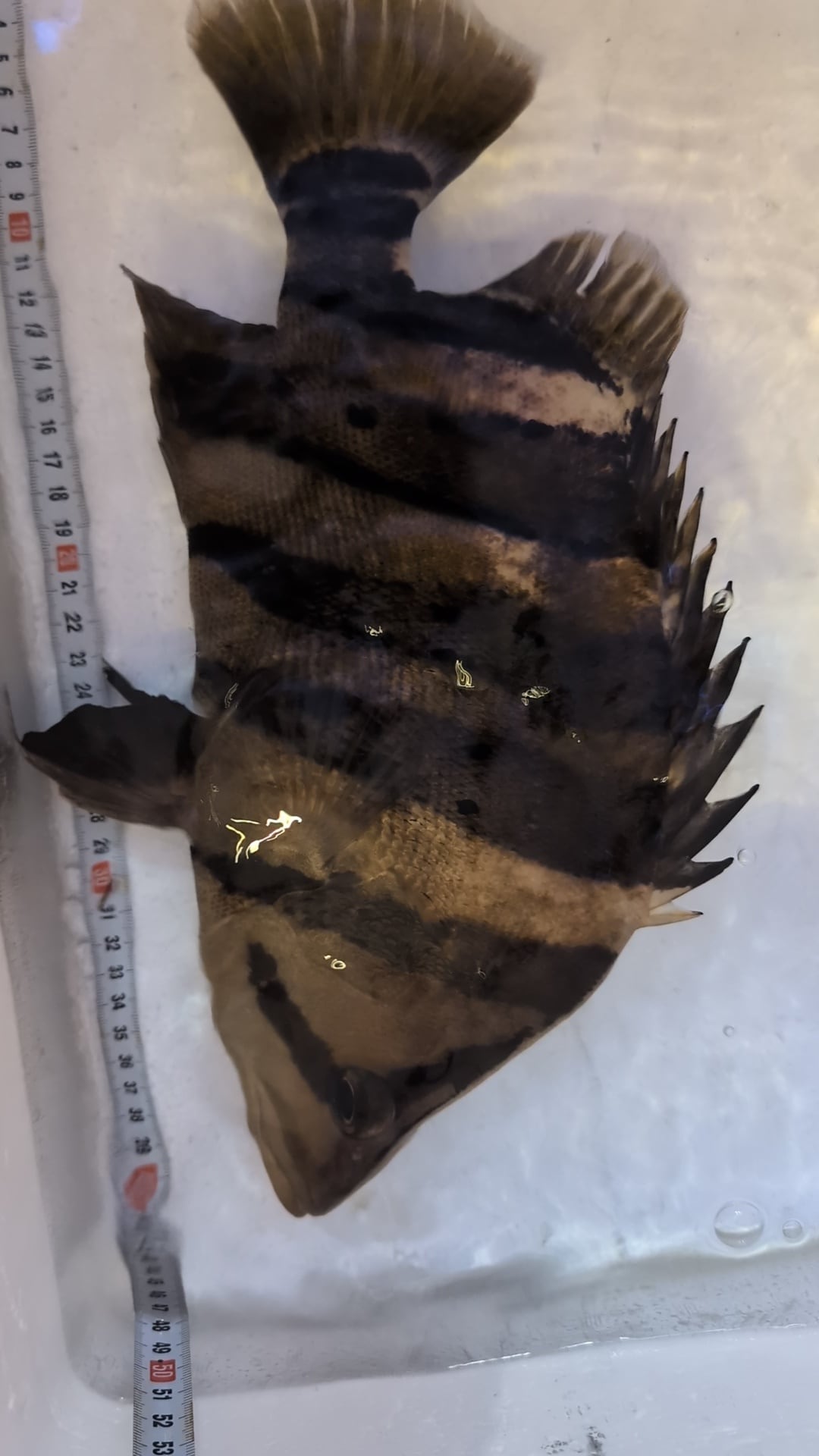 ダトニオプラスワン③ ±36cm | アロワナ等の大型魚・熱帯魚の