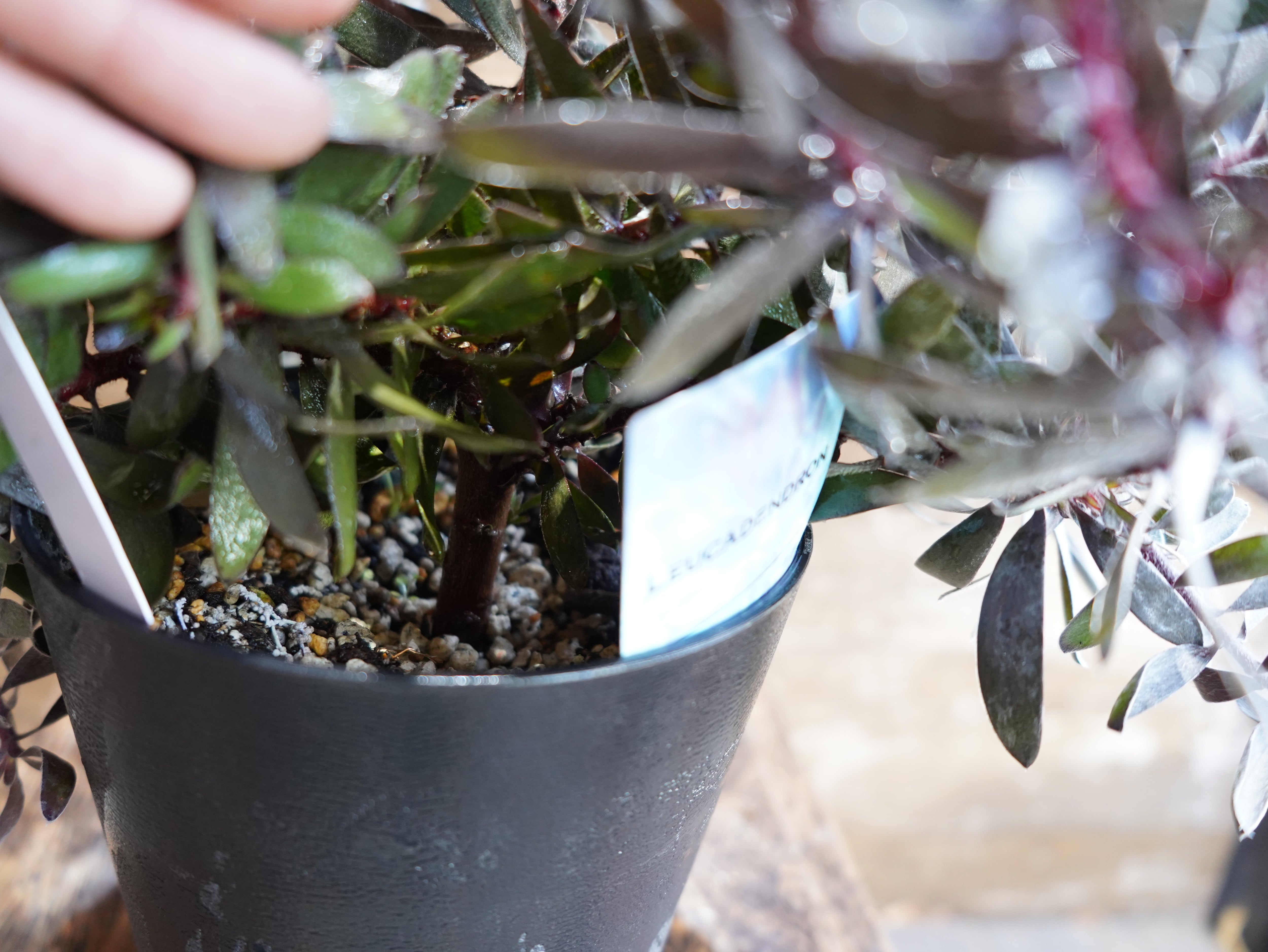 【現物】リューカデンドロン　”デュリフ”　A