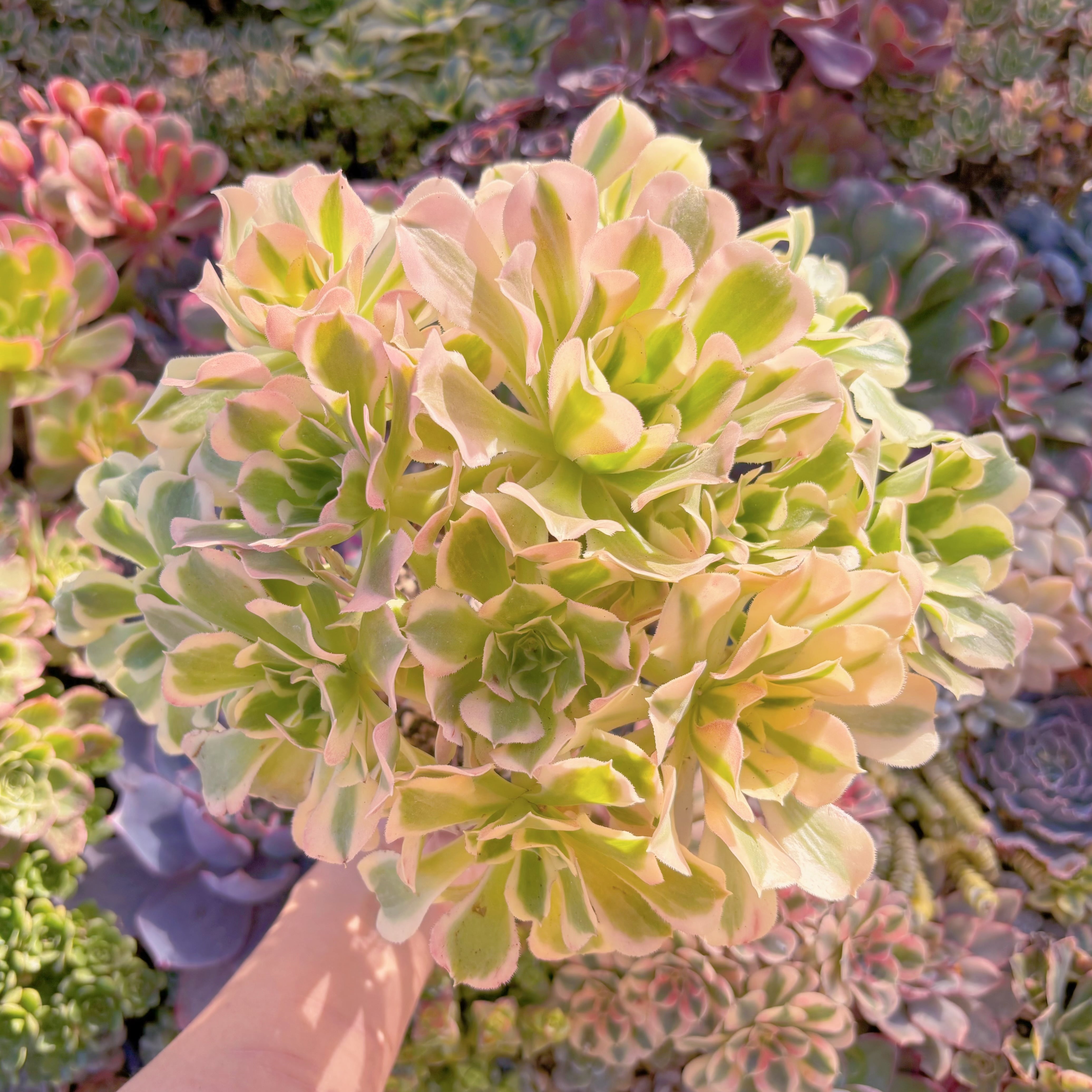 現品　白鳳錦#F222　特特大群生　るる農園