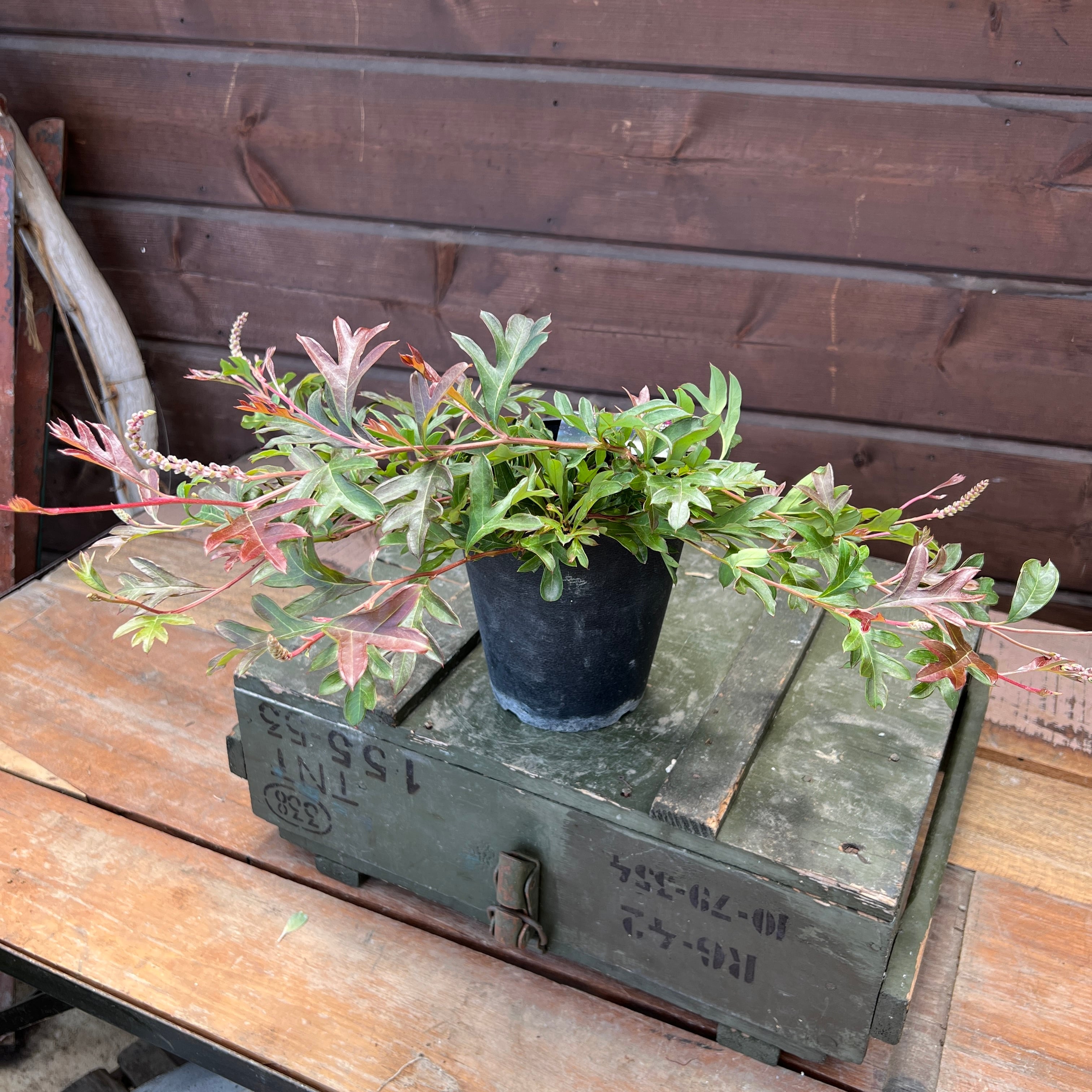 u*c様 グレビレア　グレープ　　希少　発根済み　δ 2025年最新】グレビレア グレープの人気アイテム - メルカリ