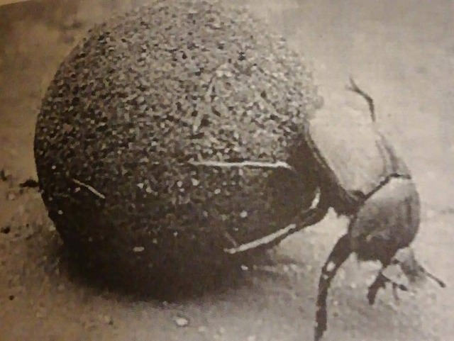 書籍『地球を創った魔法使いたち』－人類創世ー　２巻　十真　至（とうま　いたる）