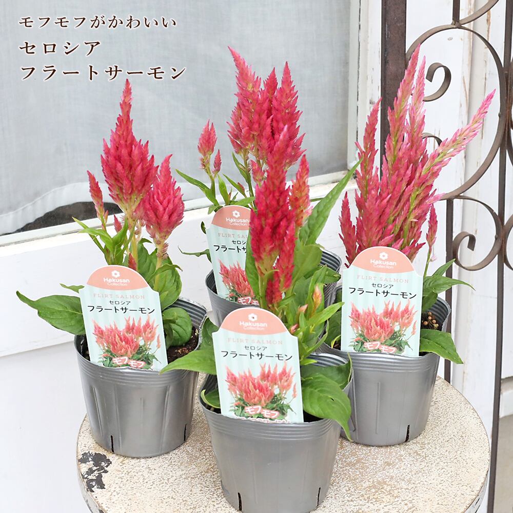 花苗 セロシア フラートサーモン 3.5号 ケイトウ 夏 暑さに強い よく