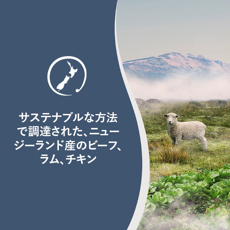 お試し】ZIWI Peak サンプル 30g×6袋 スチーム＆ドライ