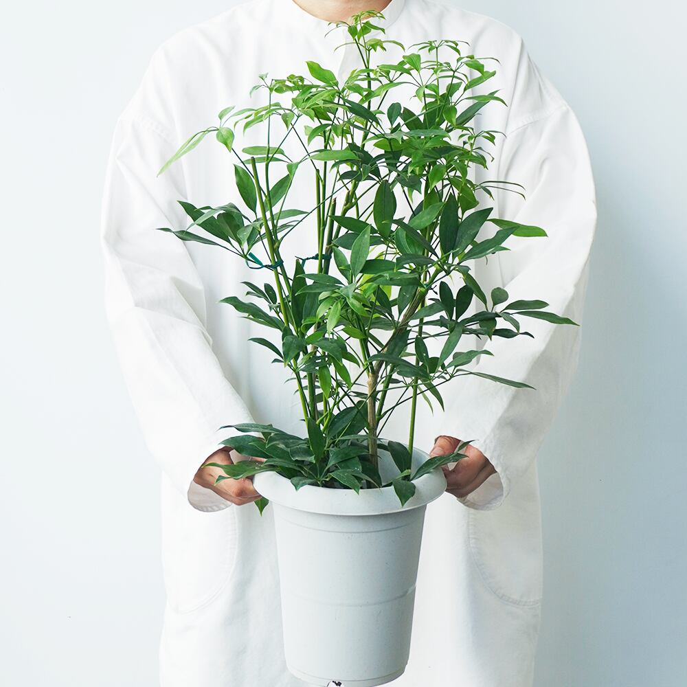 リビンググリーン シェフレラ コンパクタ 6号 プラスチック鉢 送料込 よいはな Yoihana 最高品質のお花をお届けするネット通販