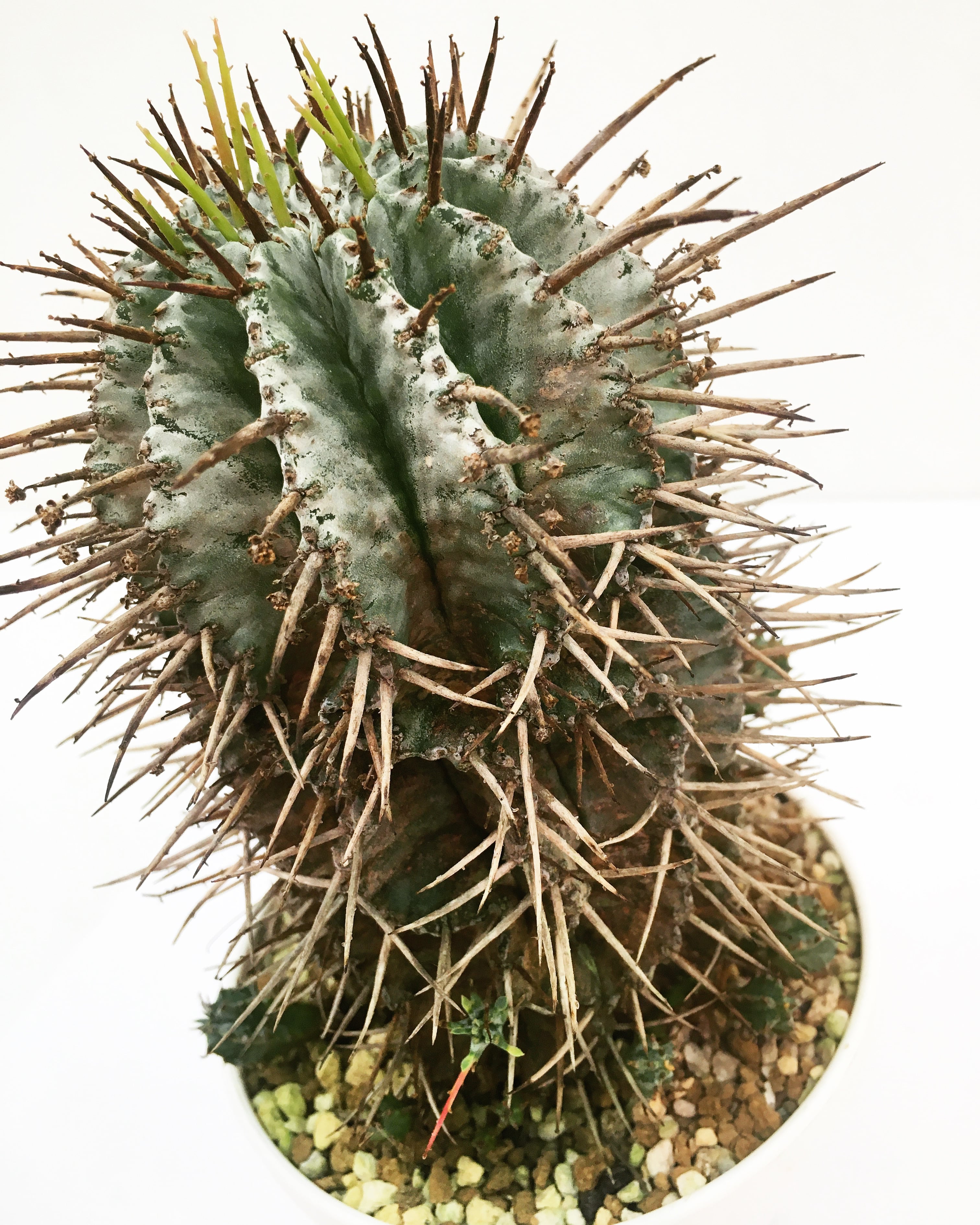 ユーフォルビア ホリダ マジョール Euphorbia horrida 'major ...