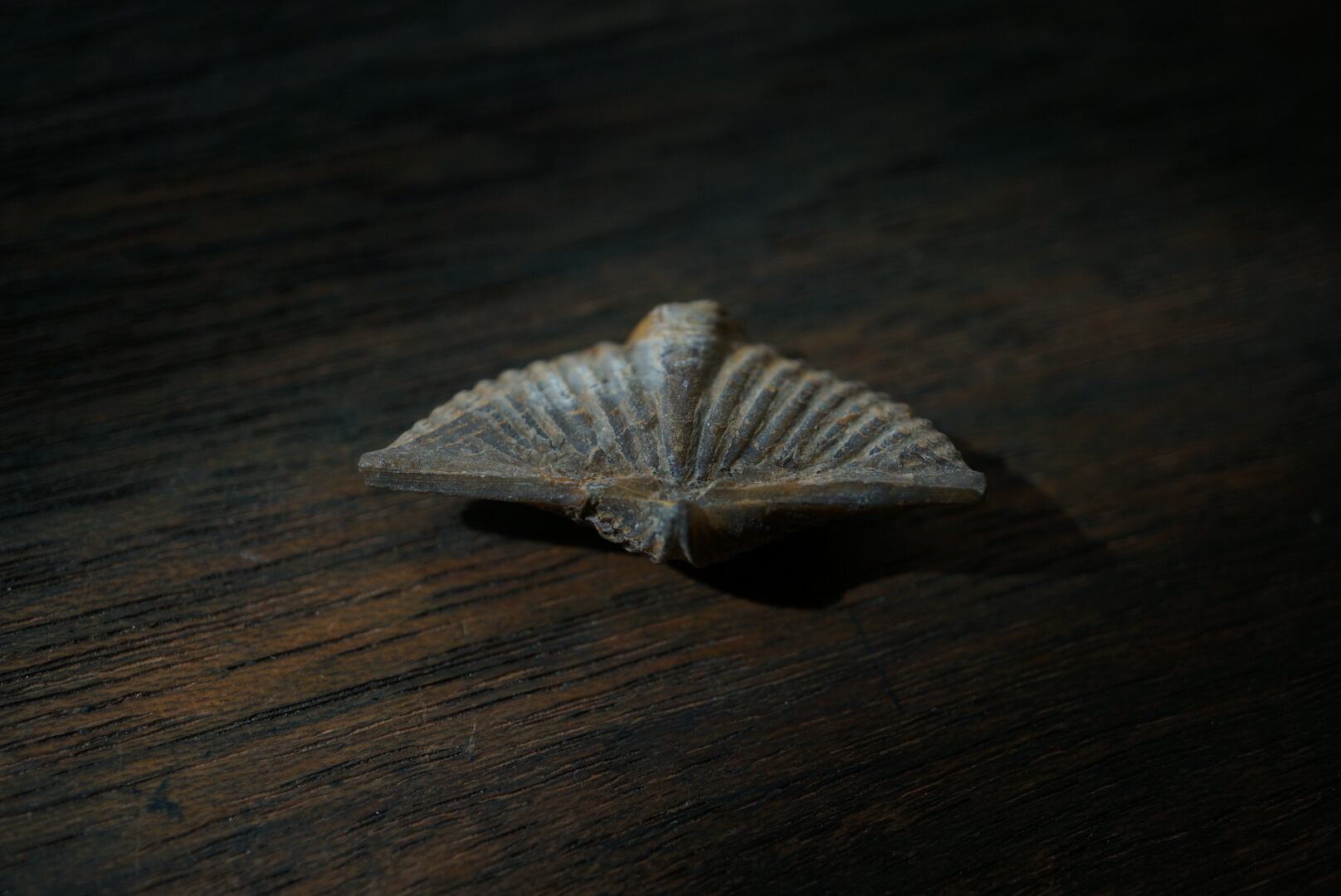 カナダ産腕足類化石 Mucrospirifer sp. 1604 | 叙景 jokei