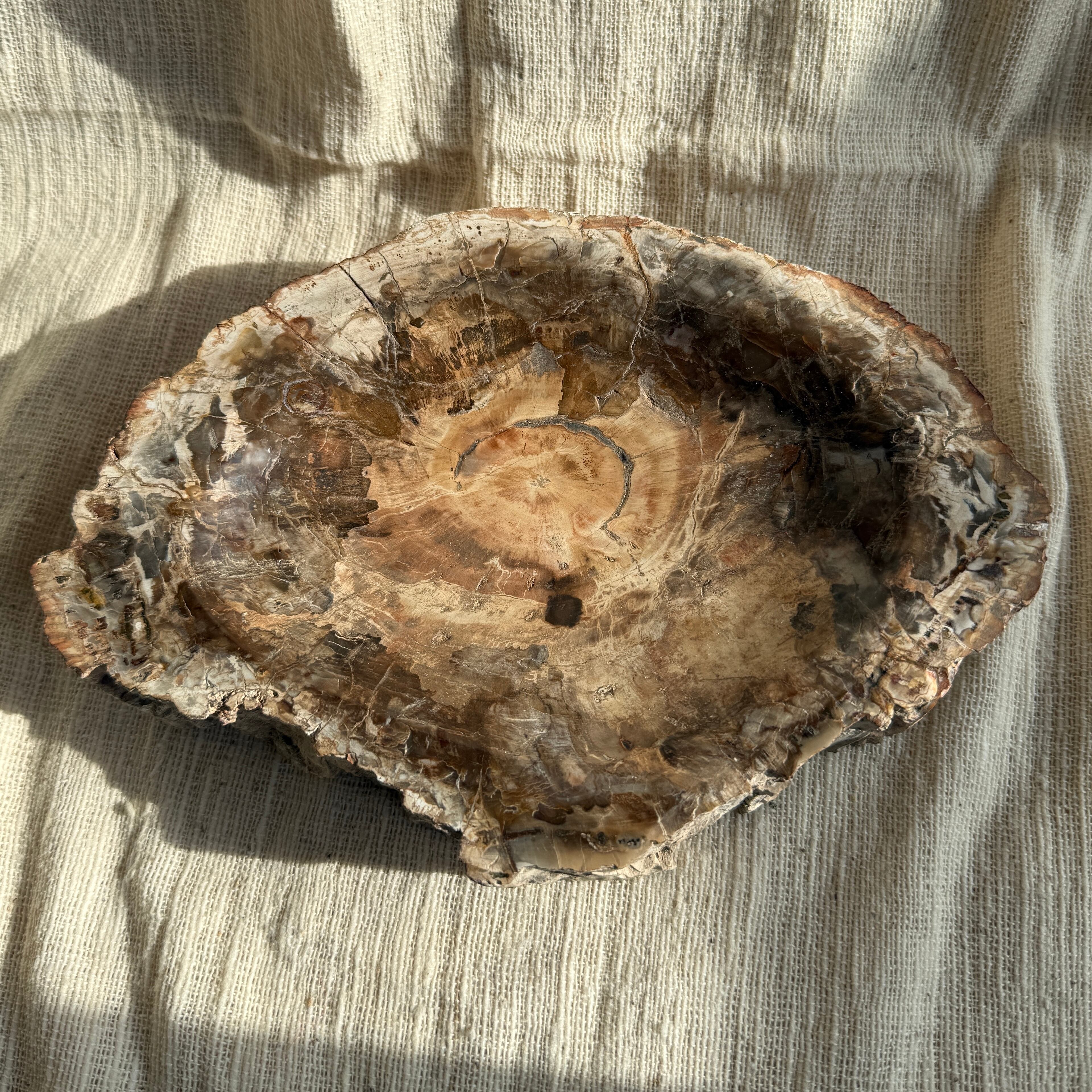 2.6kg【珪化木】ペトリファイドウッド トレイ Petrified wood | s