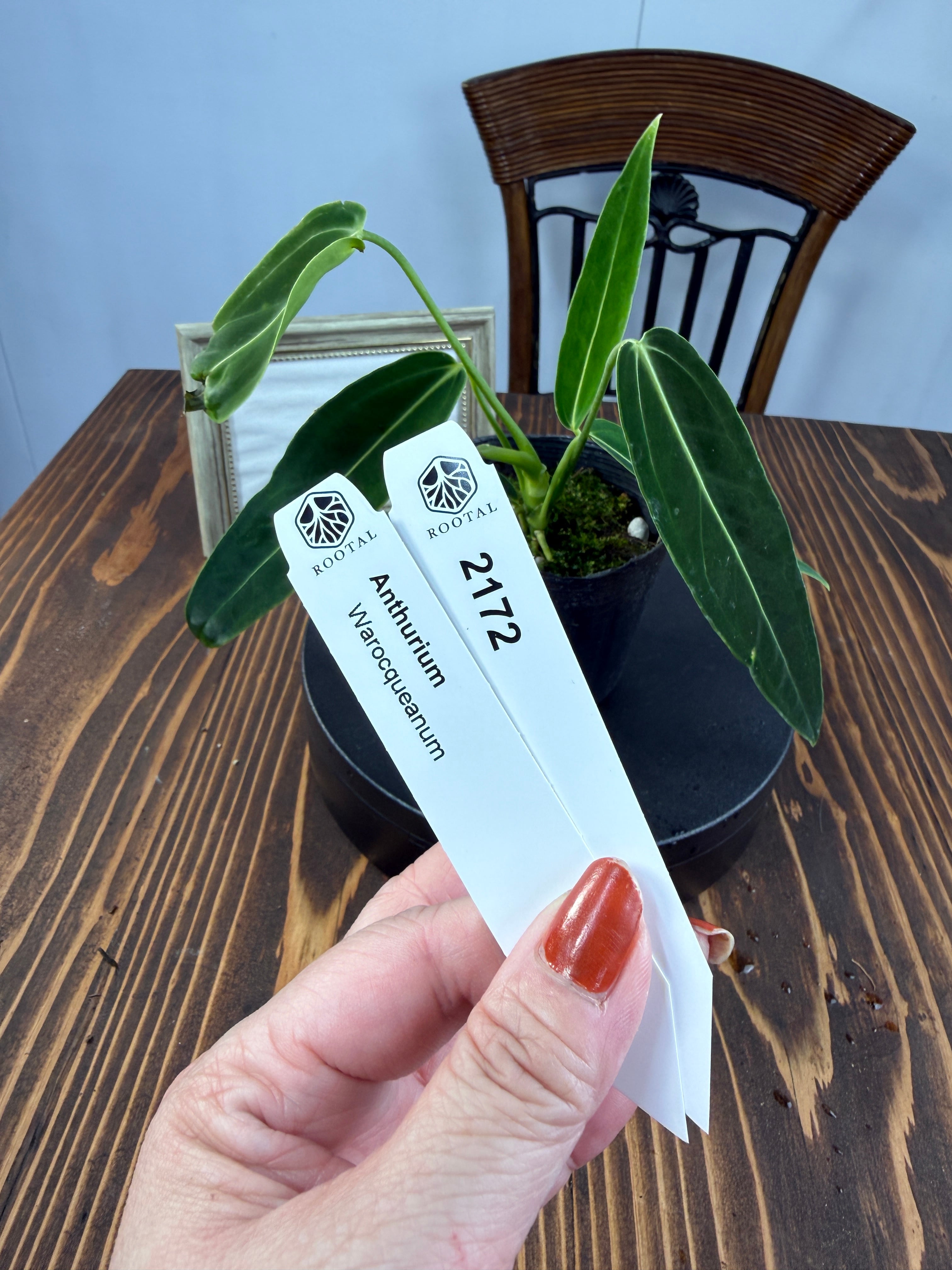 ワロクアナム | ROOTALPLANTS