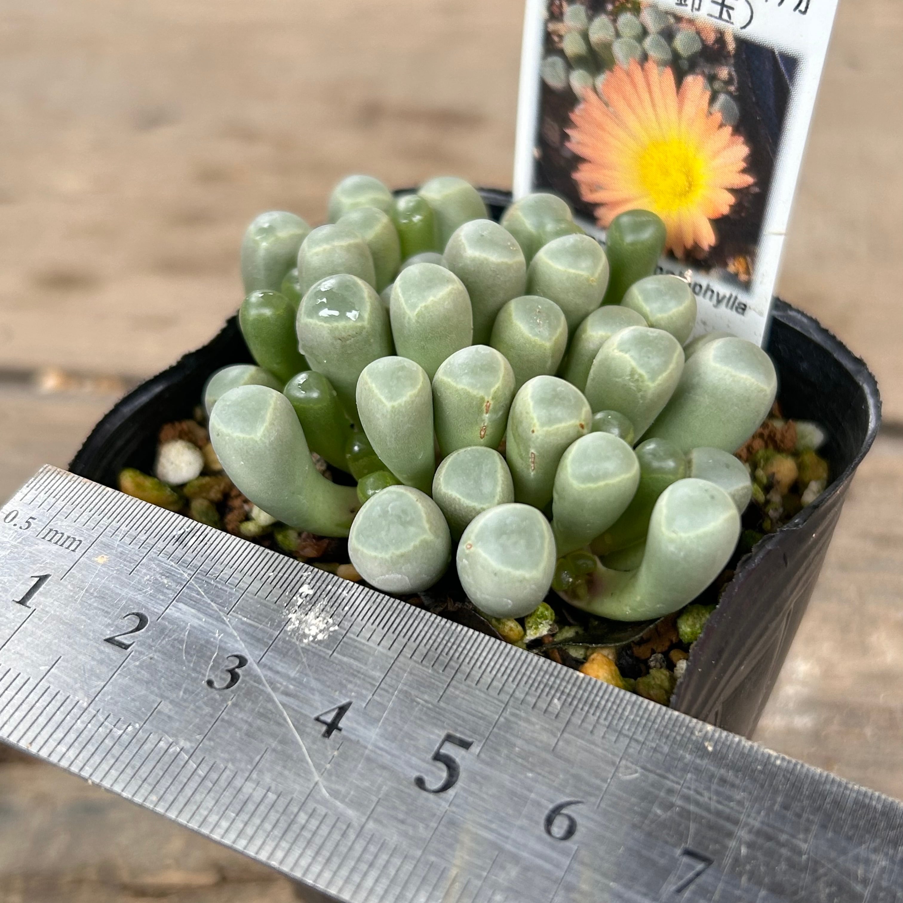 五十鈴玉)フェネストラリア ロパロフィラ オーランティアカ | RuPo