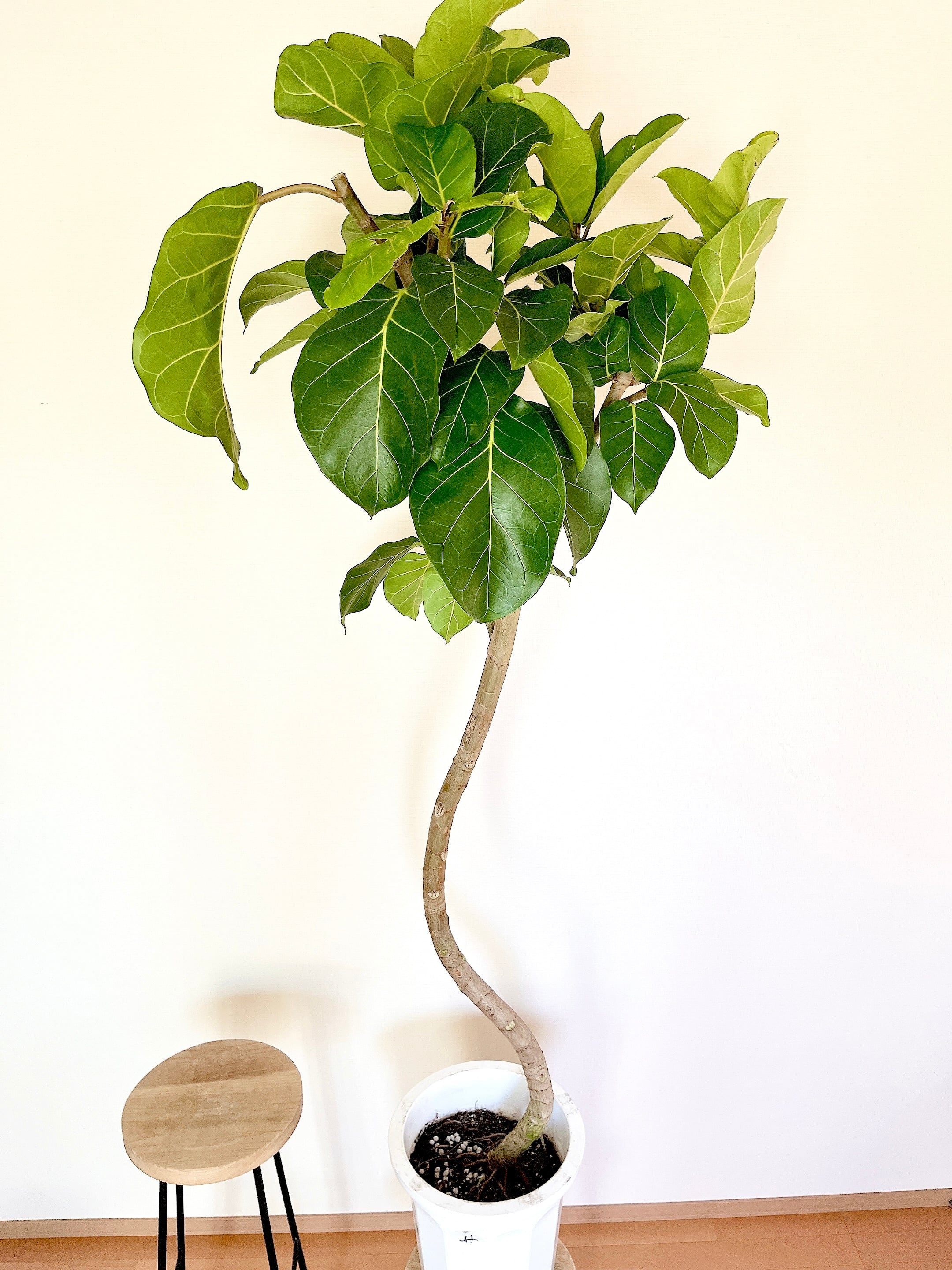 【幻の逸品・沖縄産】フィカス・アフリカンプリンス 曲がり仕立て 観葉植物 大型 幻の逸品・沖縄産】フィカス・アフリカンプリンス 曲がり仕立て