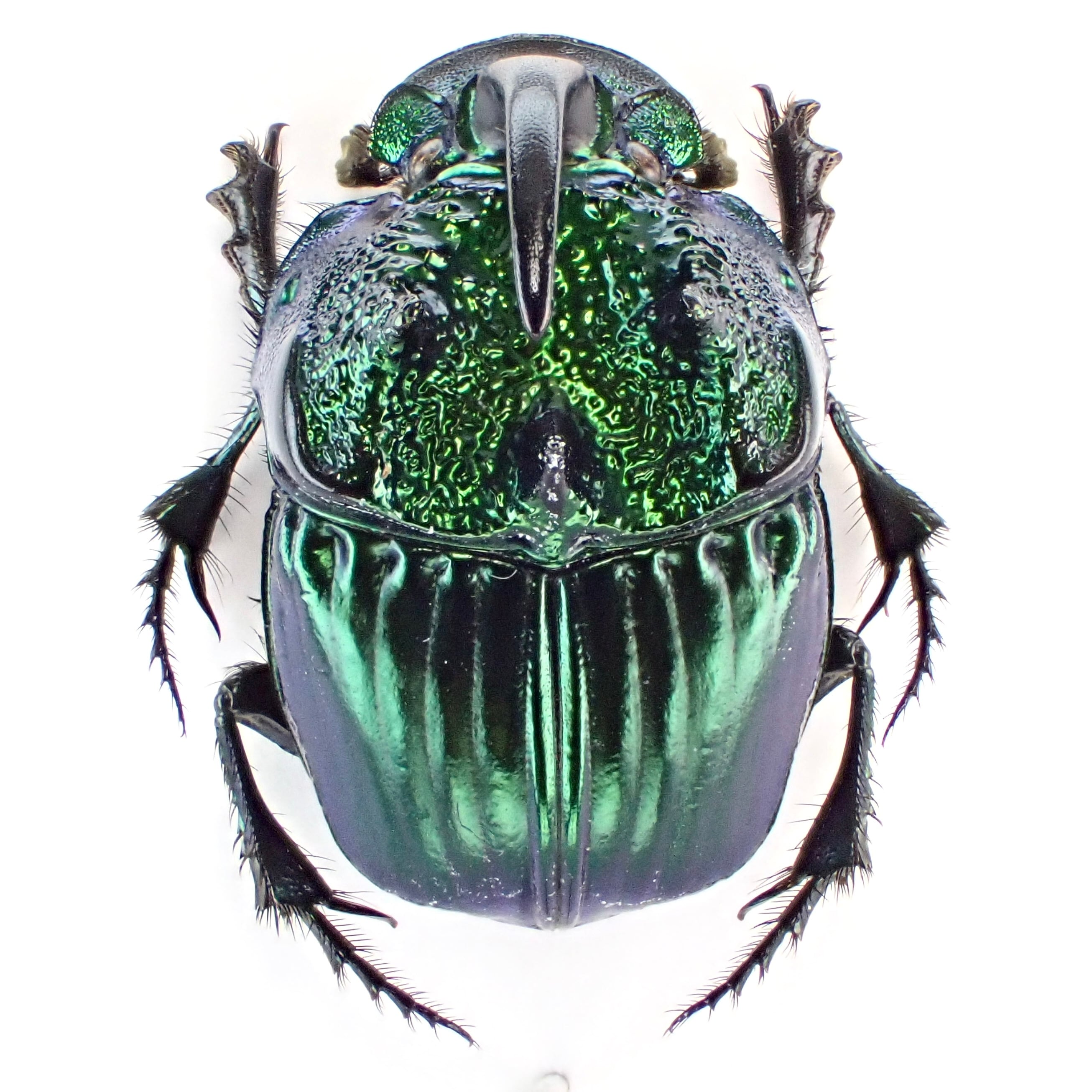 メキシコ産 テナガハナムグリ 25mm