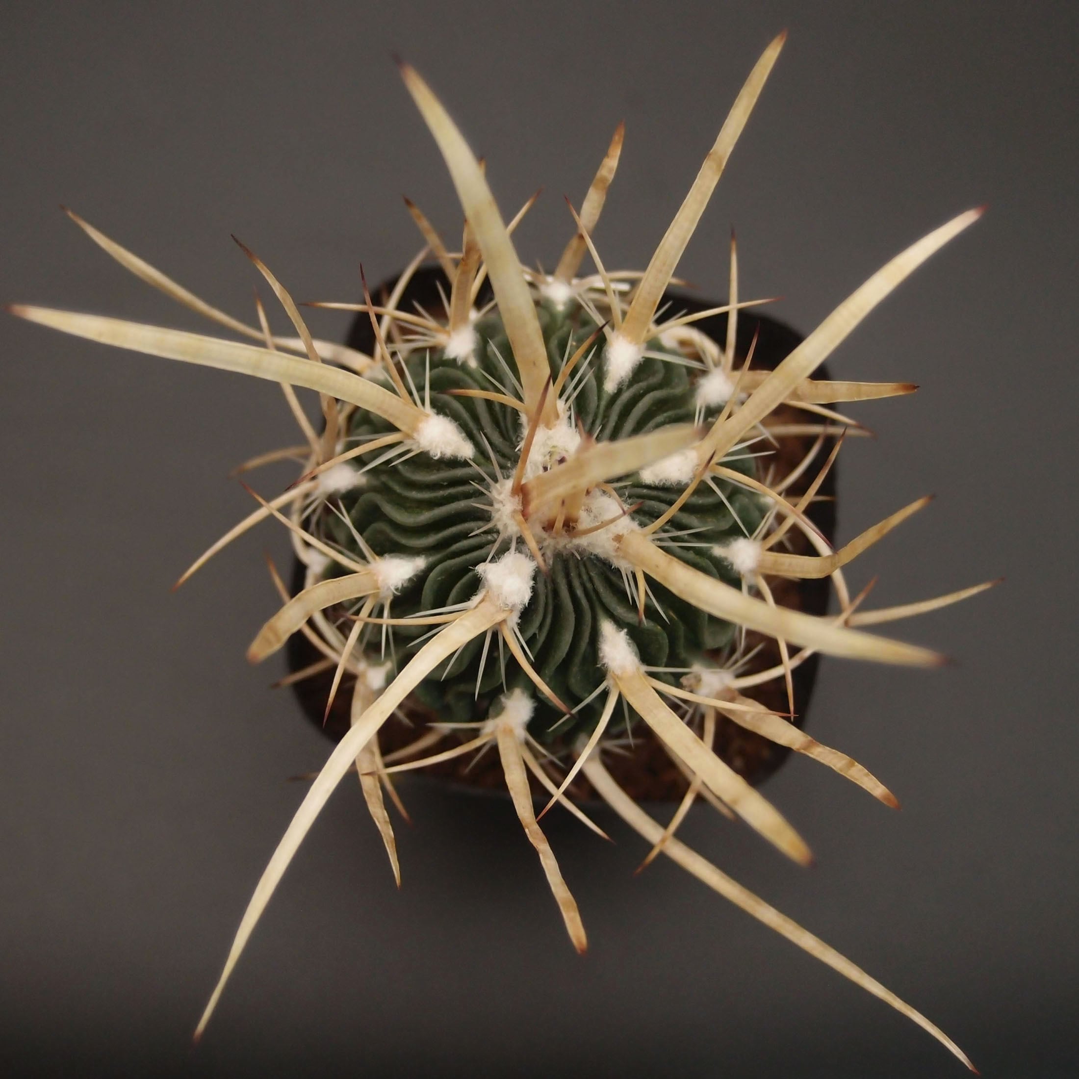 サボテン | 万緑 BAN RYOKU