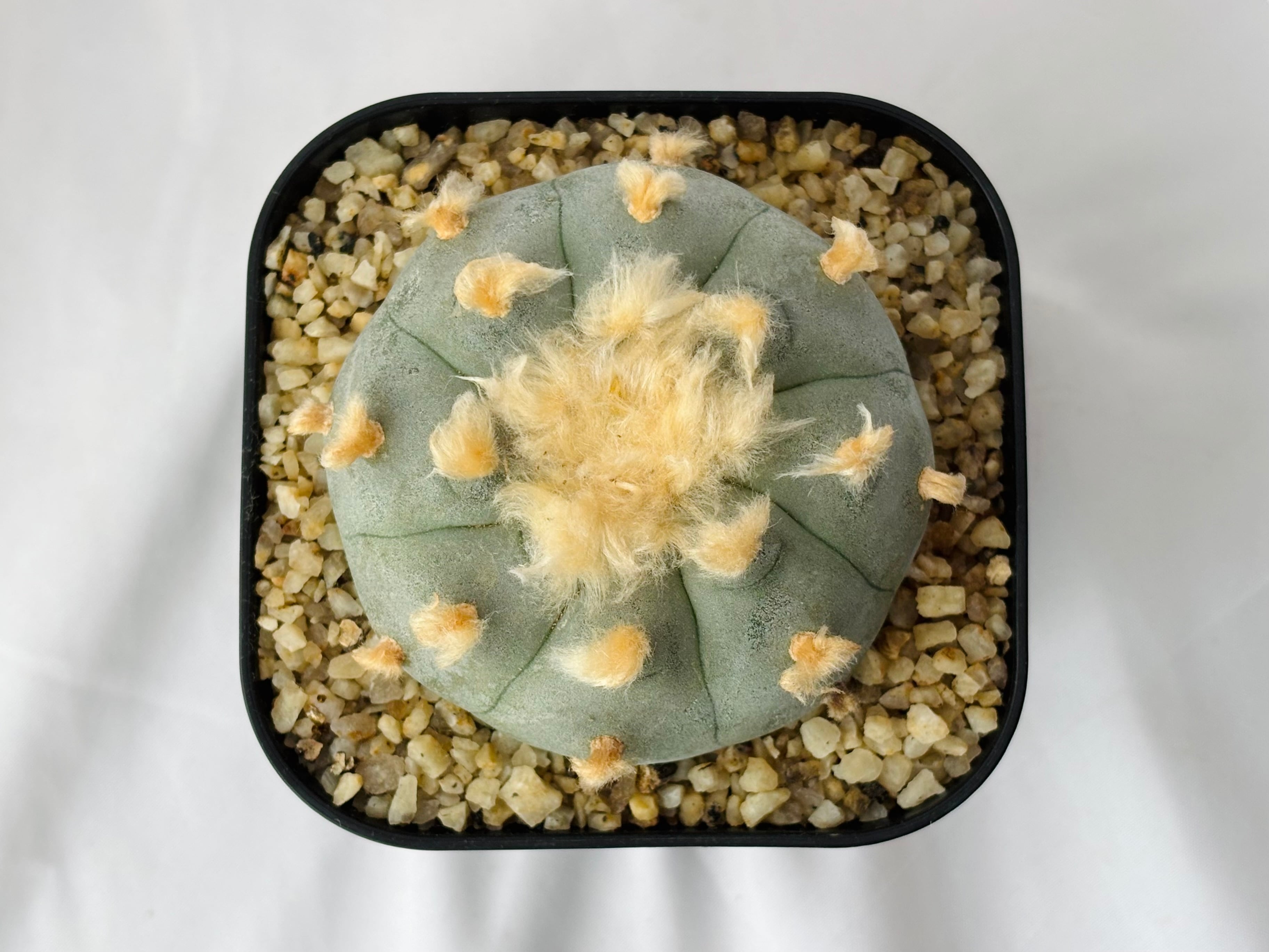 Lophophora williamsii ロフォフォラ 大型烏羽玉 サボテン | plants