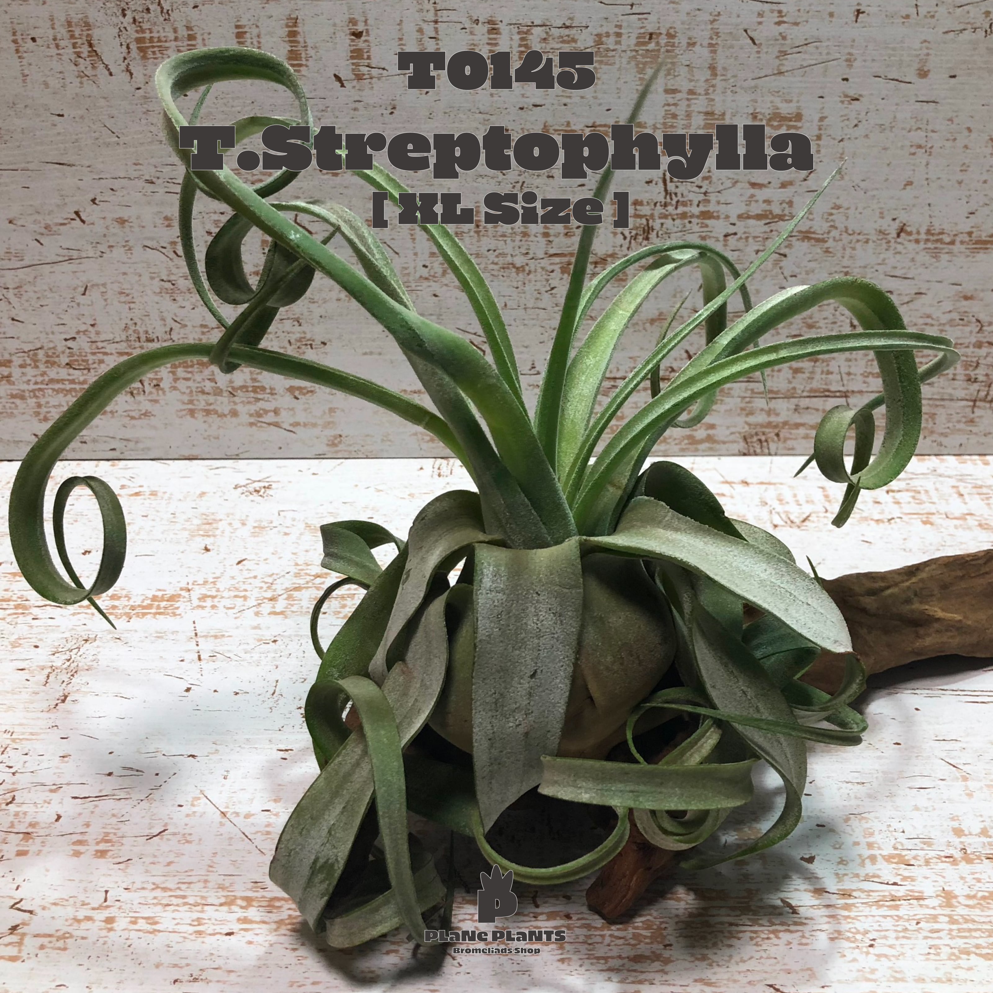 【送料無料】ストレプトフィラXL〔エアプランツ〕現品発送T0145