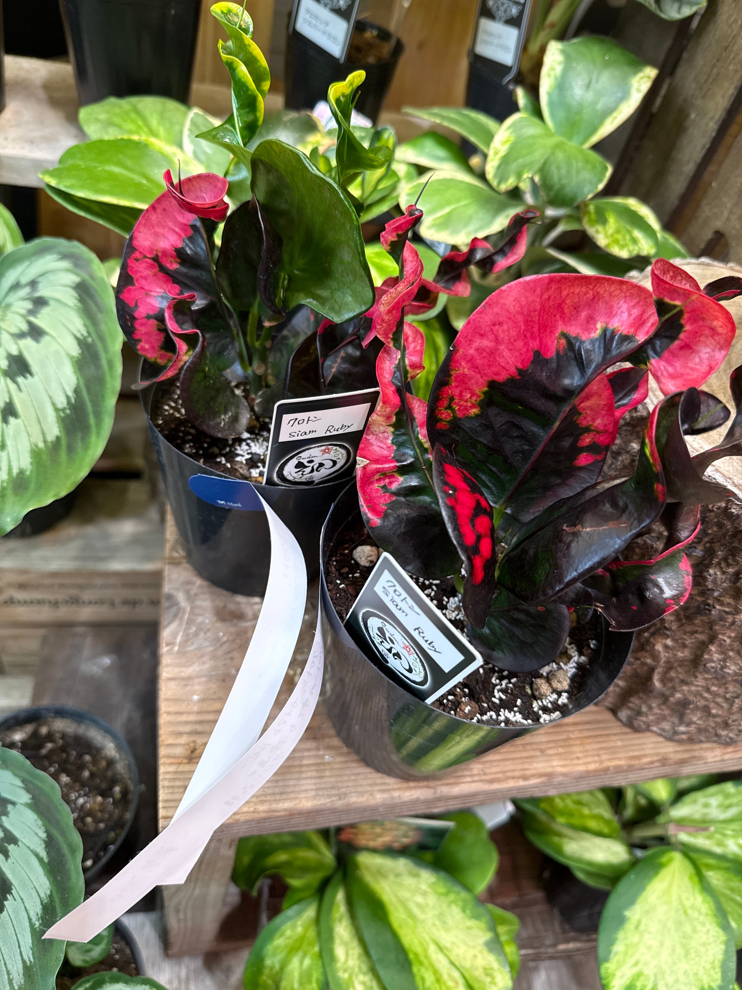 超絶希少❗️クロトン サイアムルビー 'Siam Ruby'✨ クロトン サイアムルビー / Siam Ruby | Gardenえん 【観葉熱帯植物】
