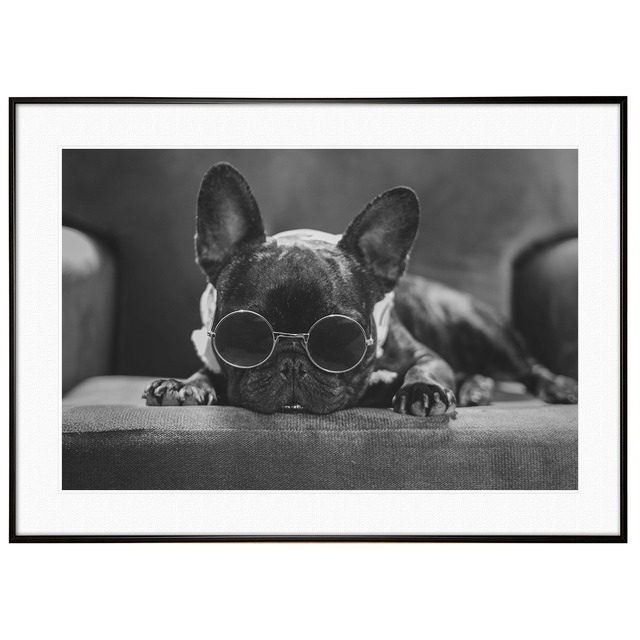 動物写真 犬 フレンチブルドッグ インテリア モノクロアートポスター額装 AS1154
