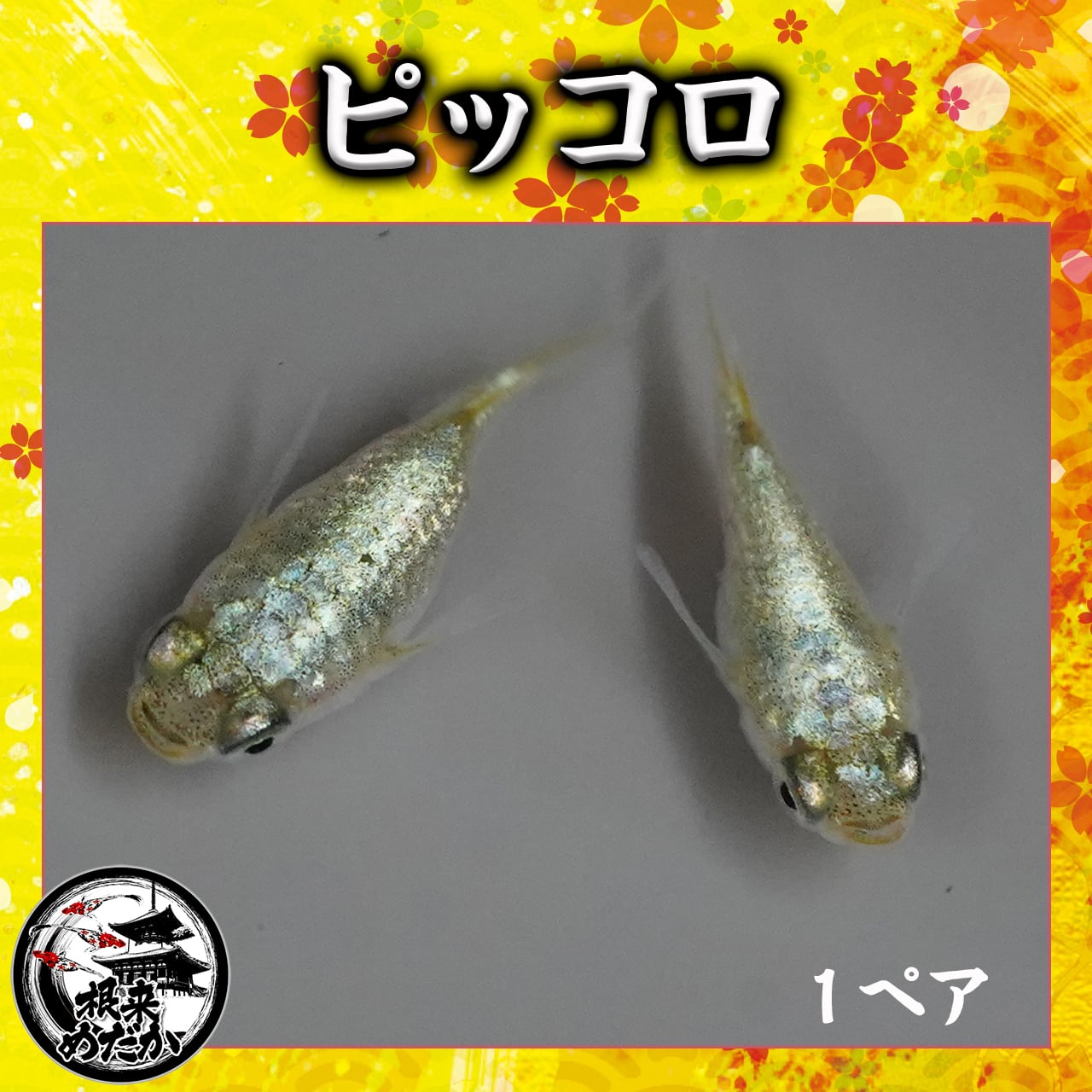 【1ペア】ピッコロ　道三めだか直系