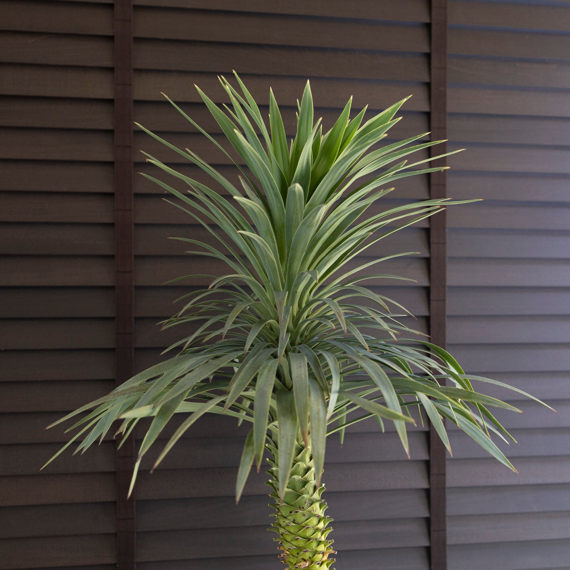 ユッカ デスメティアーナ Yucca Desmetiana 9号 陶器鉢 ヤシ 0628NV