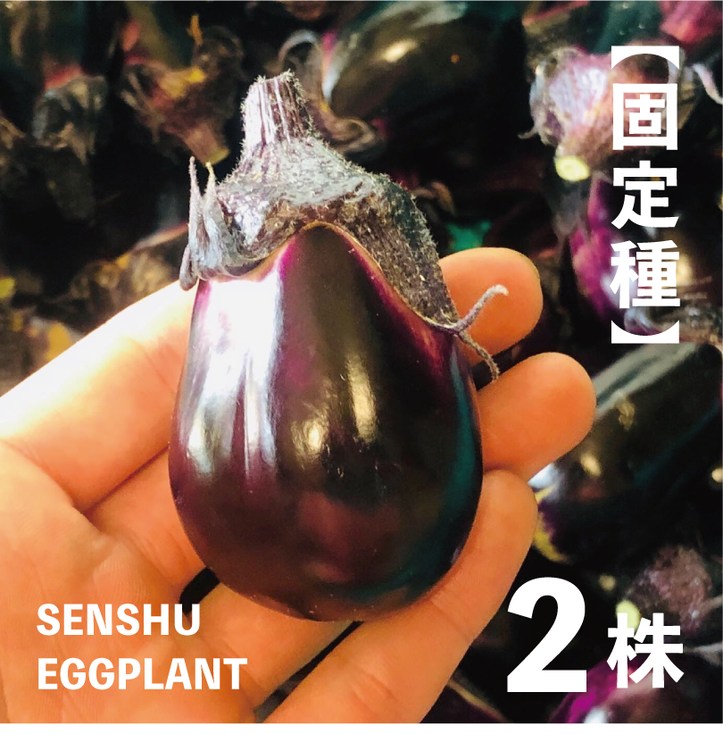 泉州絹皮水茄子の苗・2株【ナス／野菜の苗／無農薬／農薬不使用／固定