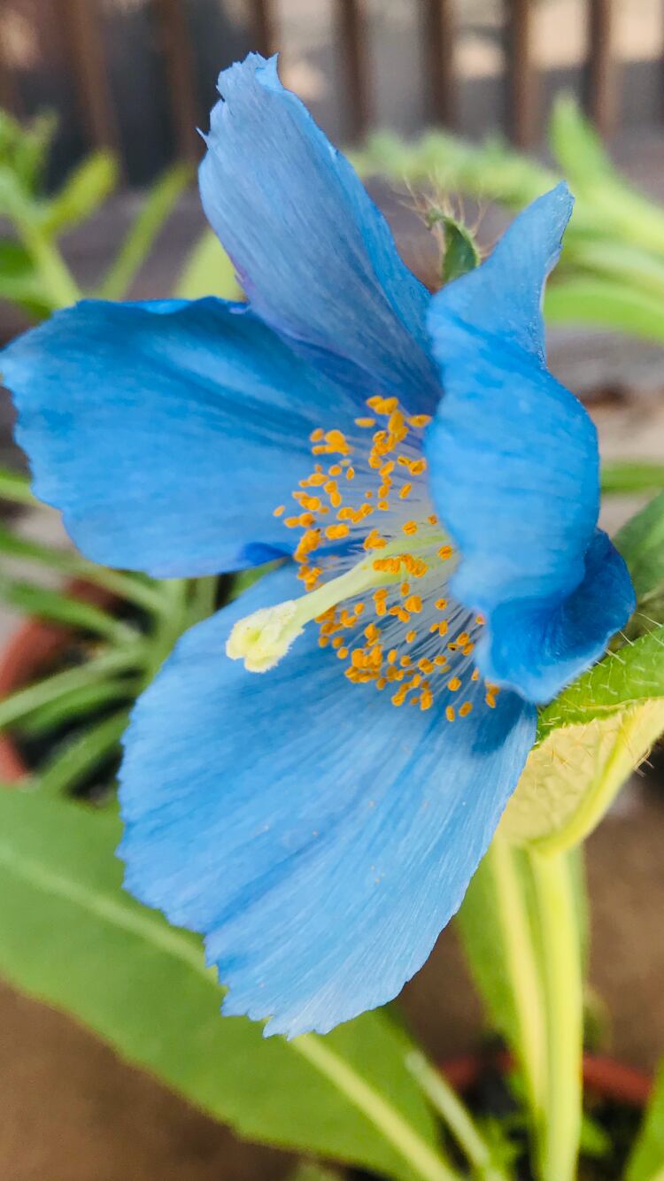 種 メコノプシスグランディス シカケン園芸base店