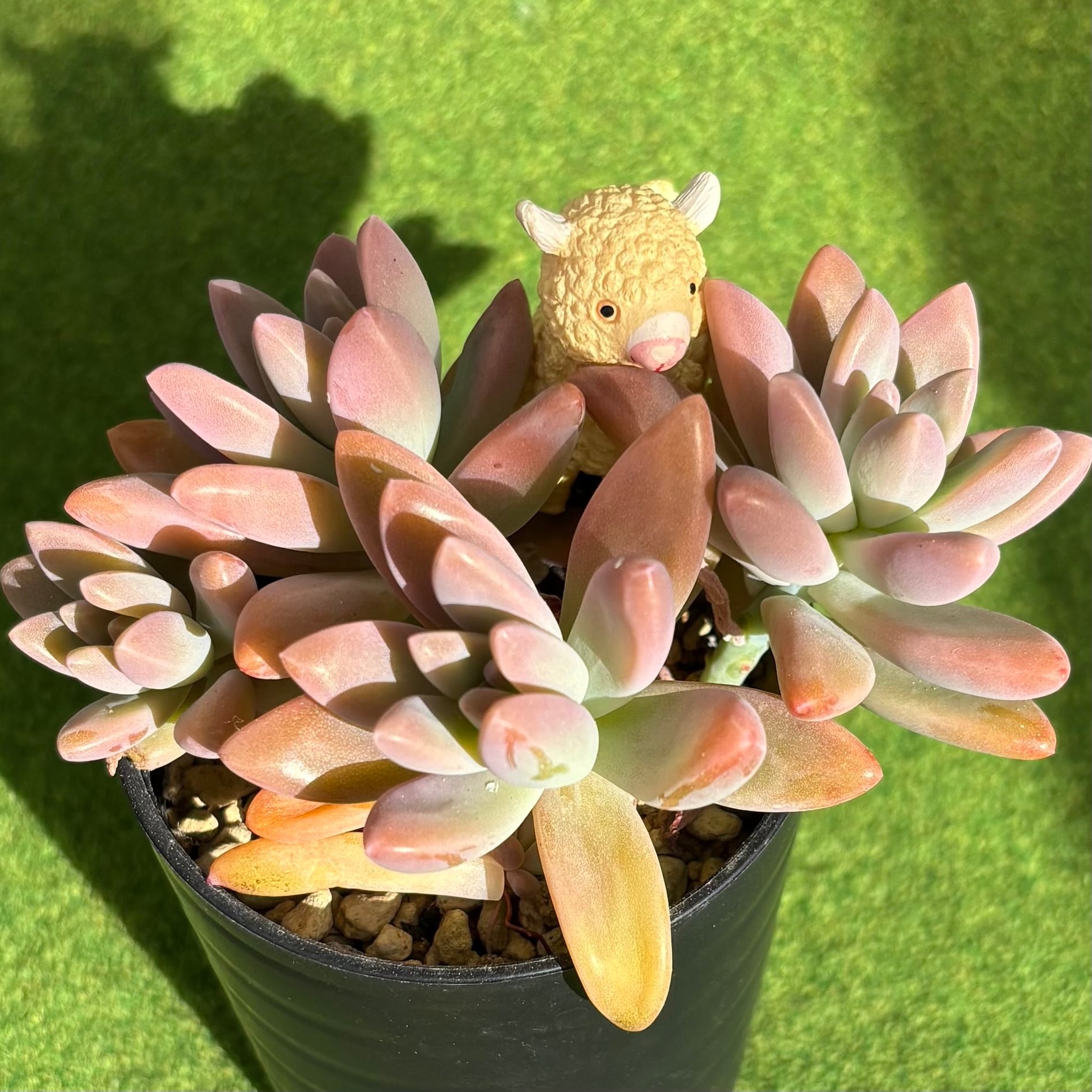 多肉植物 豆彦商店