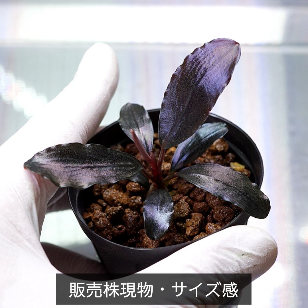 一点物】Bucephalandra sp.”Theia blue” No-005 | ブルーゲッコーラボ