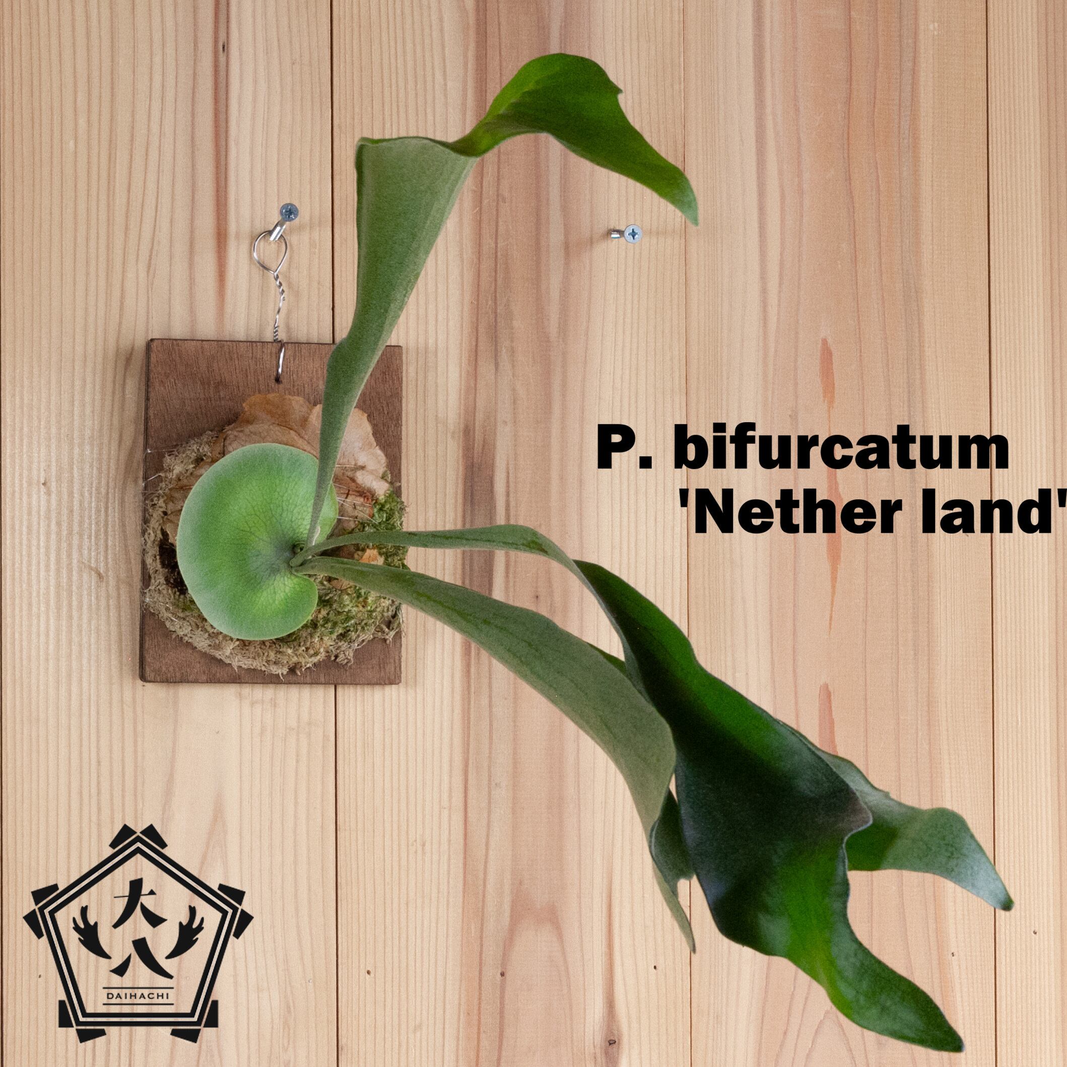 買い卸値」 P. Ridleyi リドレイ ビカクシダ 初心者育成説明書付き