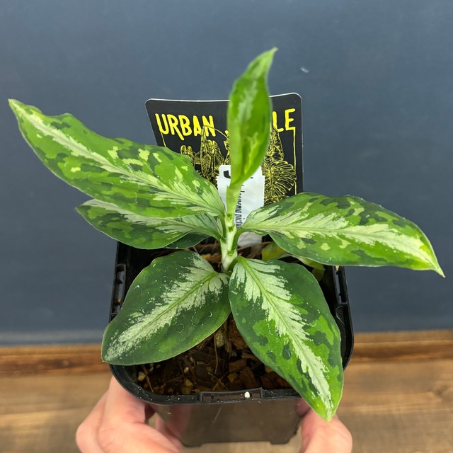 アグラオネマ　ピクタム【688】