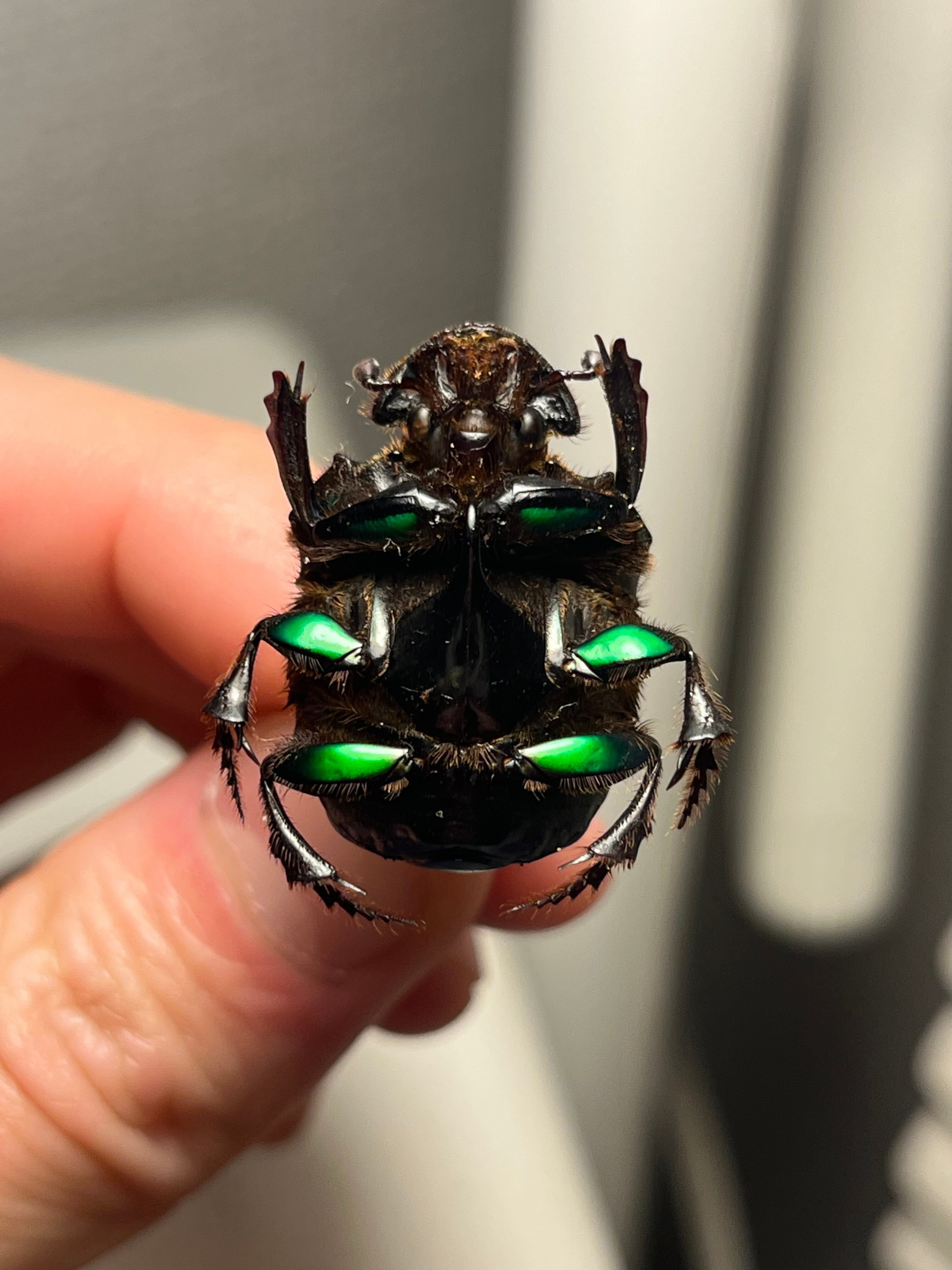 26mm♂】ミドリツヤダイコクコガネ フンチュウ糞虫昆虫標本甲虫
