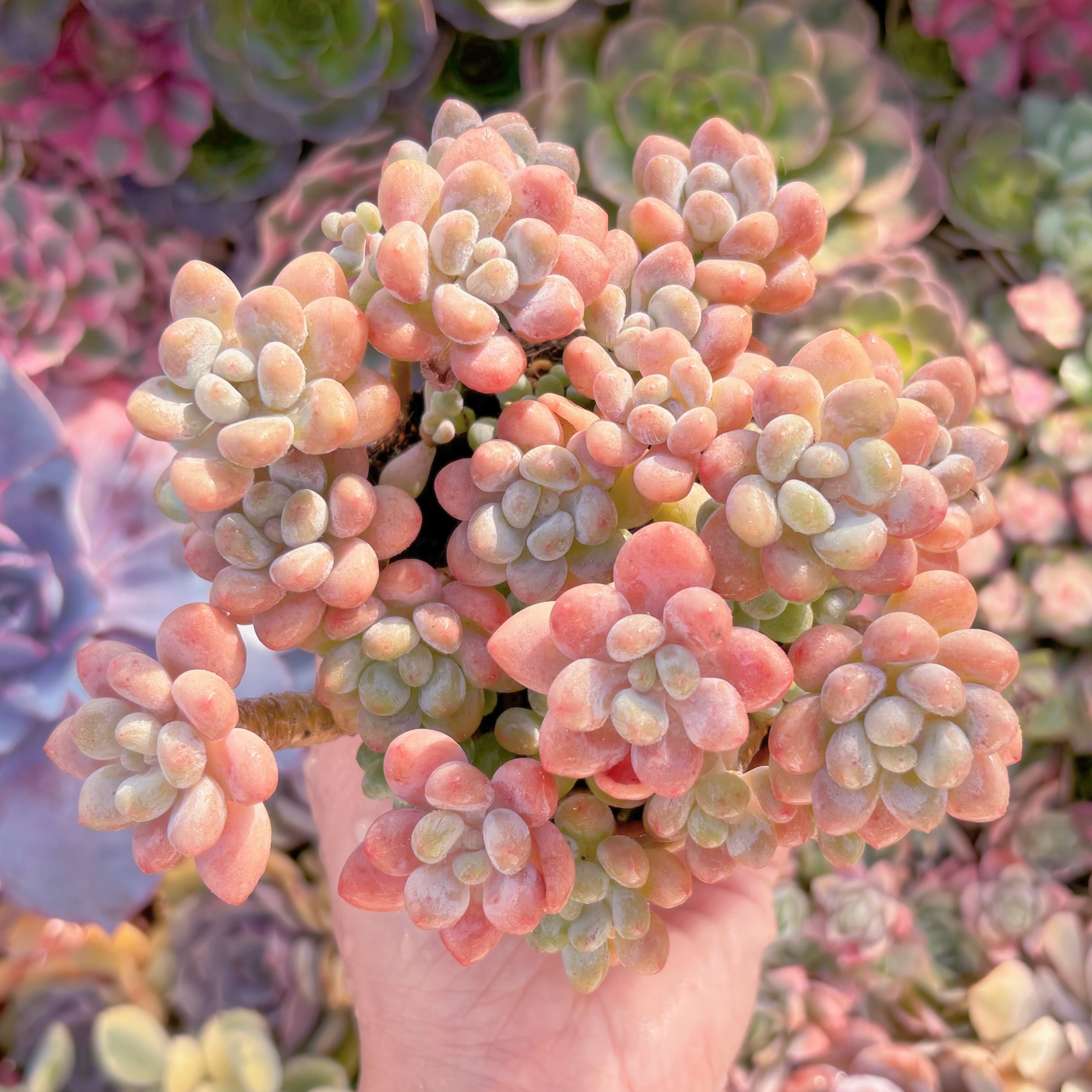 現品　キャビア#668　大群生　新入荷　るる農園