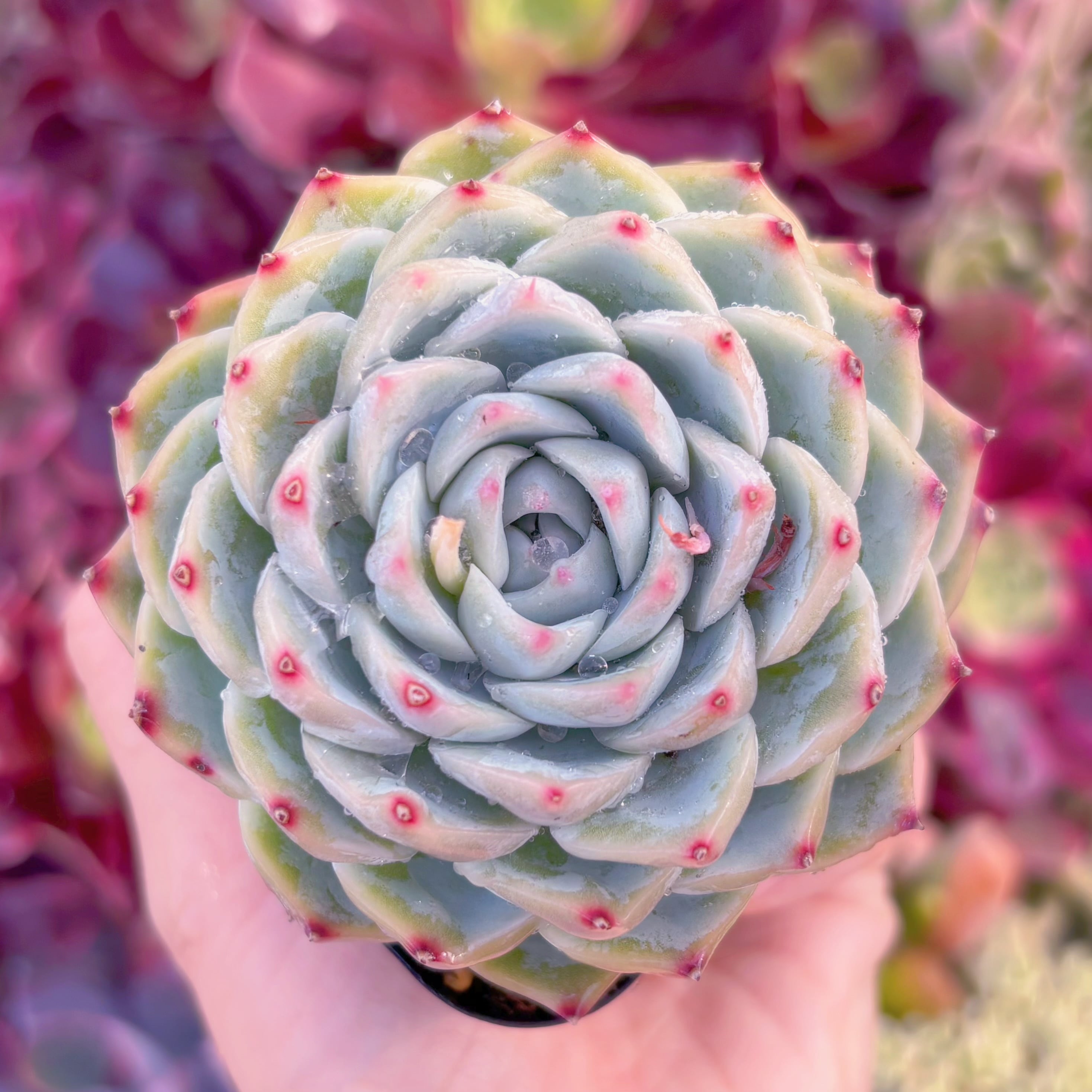 現品　ピンククリスタル#C06　るる農園